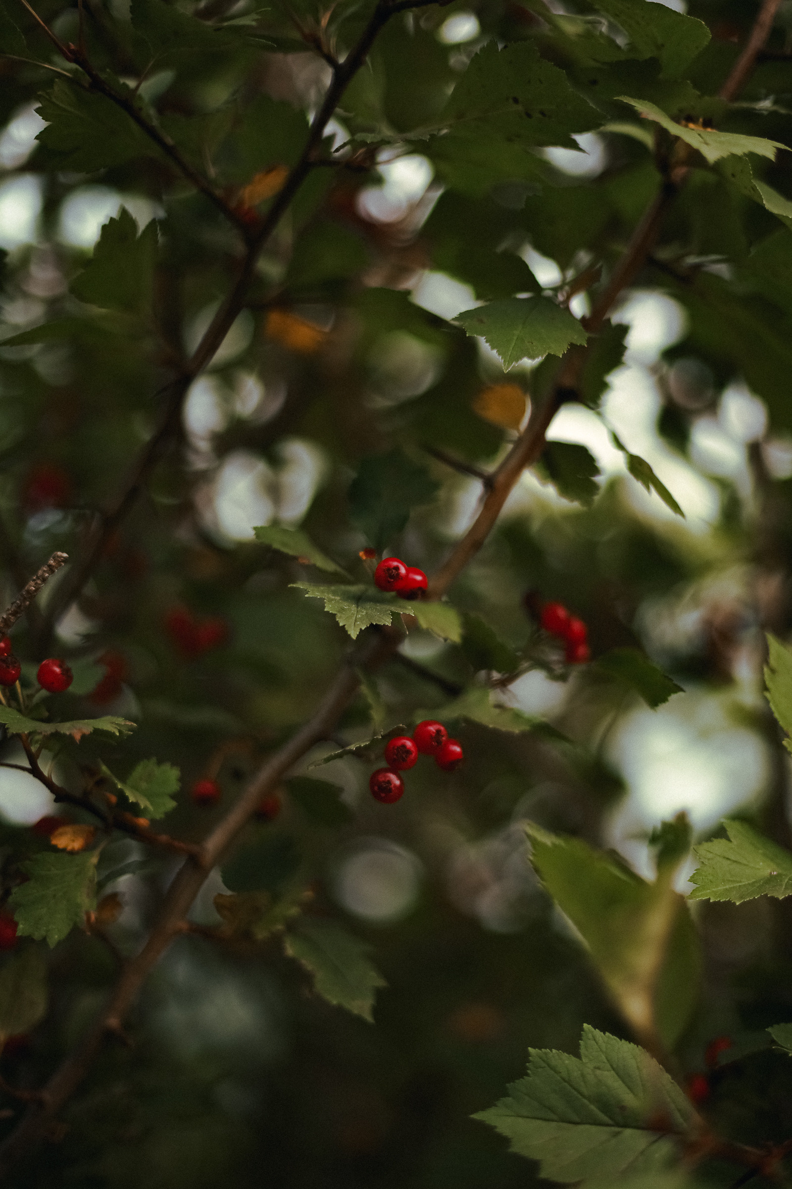 Отзывы. Фотограф на роды и крещение в Новосибирске Софья Чистоклетова