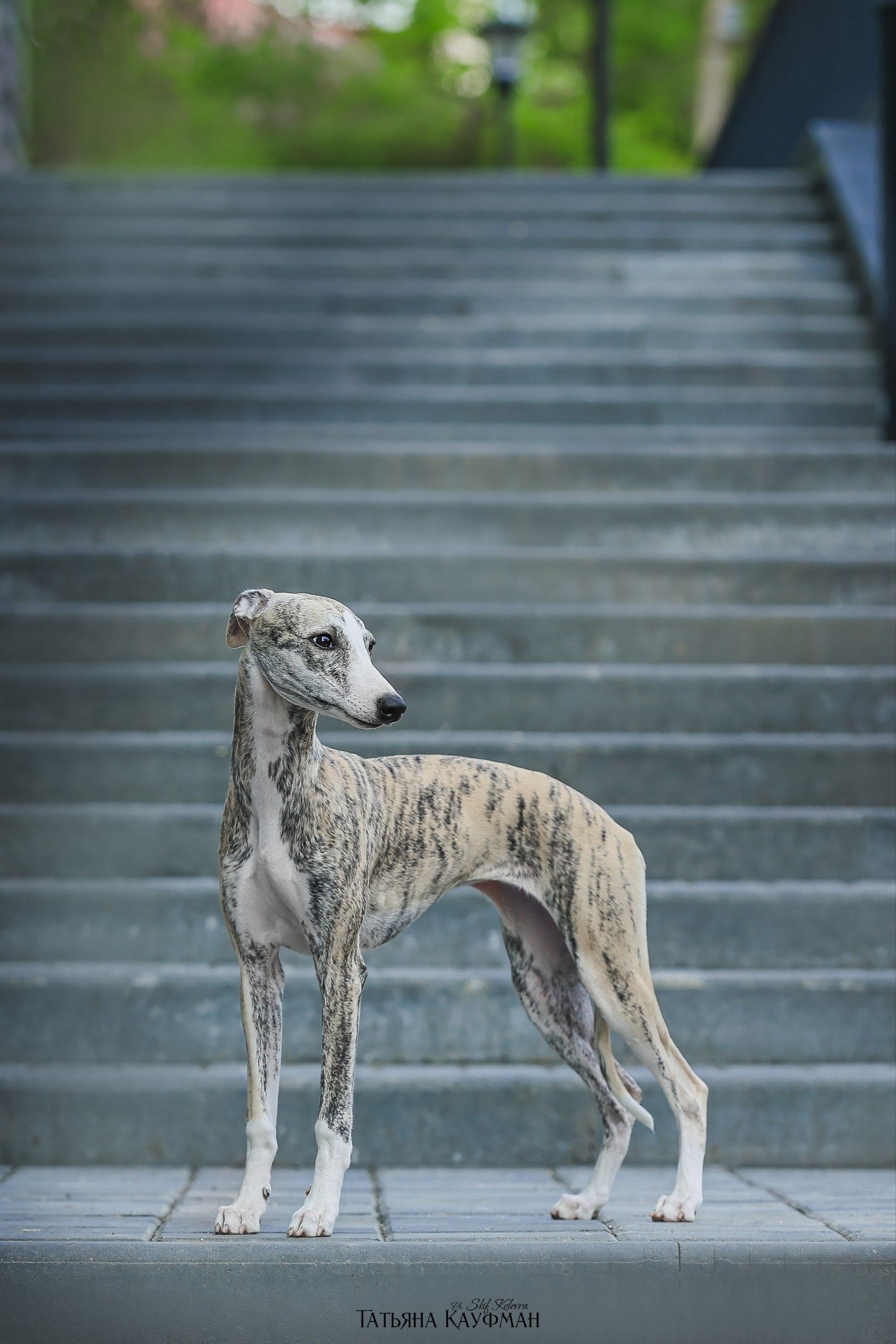 Нейросеть, ИИ, искусственный интеллект, промты собаки, промты кошки, улучшение фото, анималистика, nano Banana