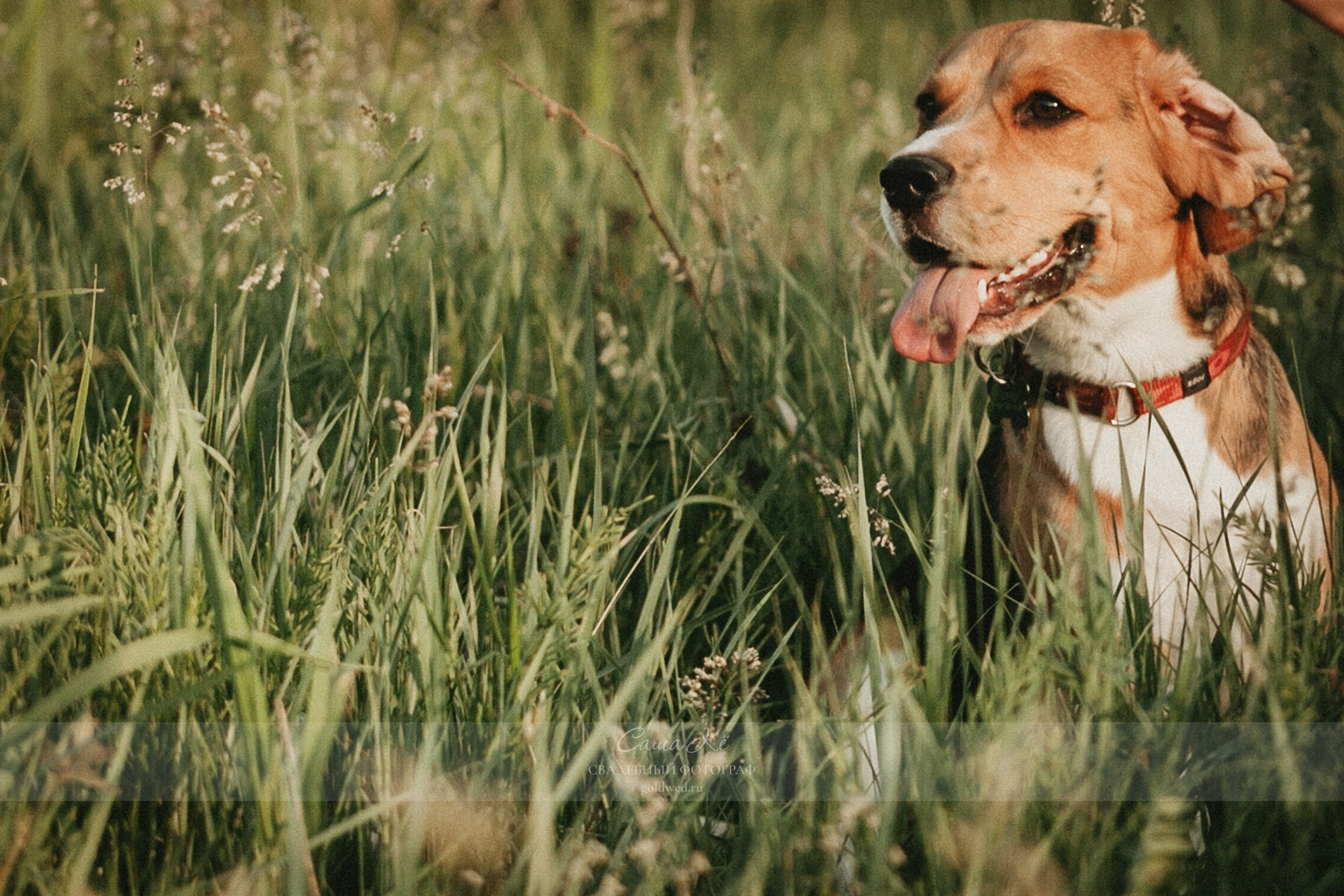 Семейная фотосъемка с фотографом Саша Кё - романтичная прогулка и эмоции в Заельцовском парке