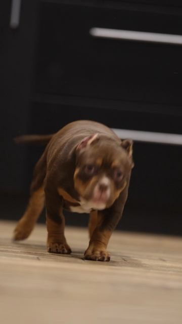 Дети Зидана. ПИТОМНИК СОБАК ПОРОДЫ АМЕРИКАНСКИЙ БУЛЛИ