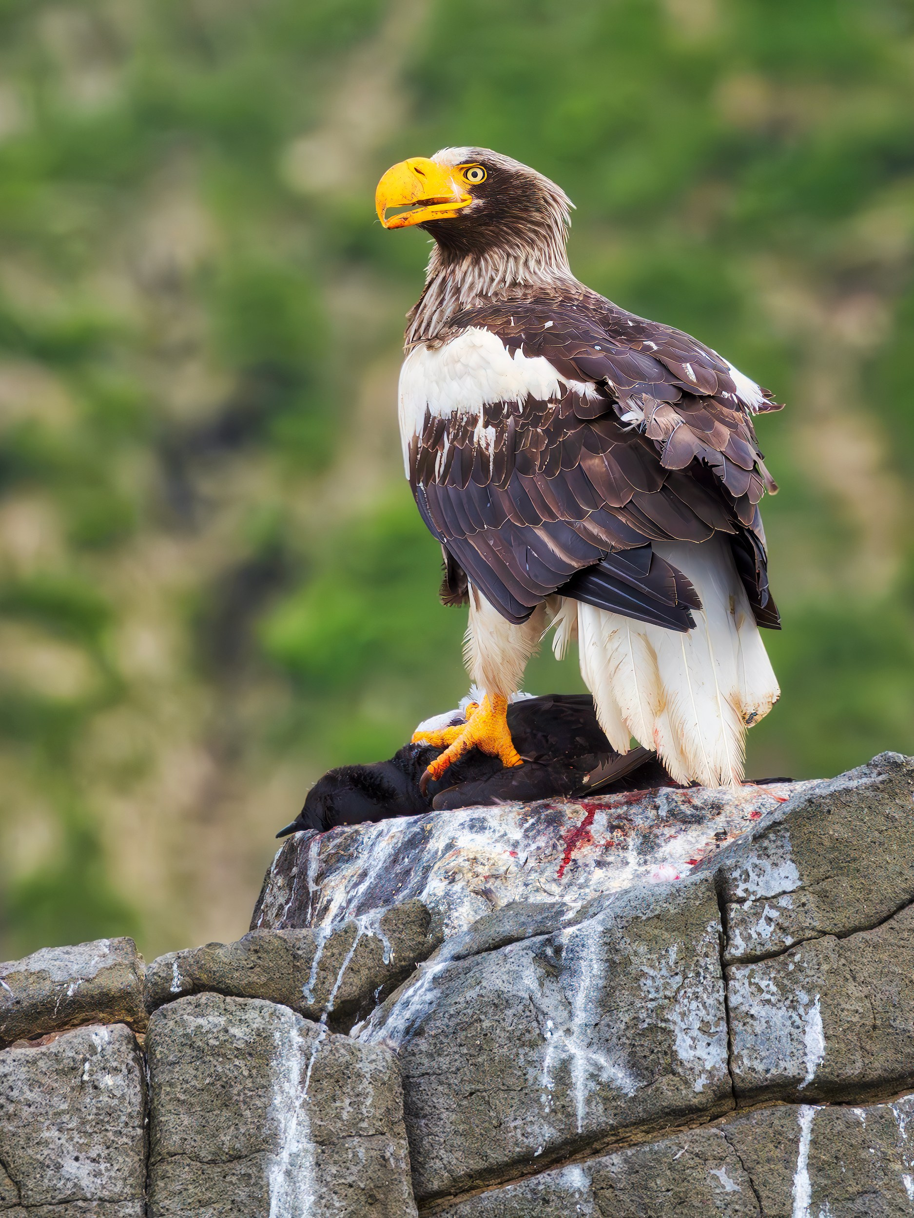 Белоплечий орлан, о. Ста́ричков, Камчатка