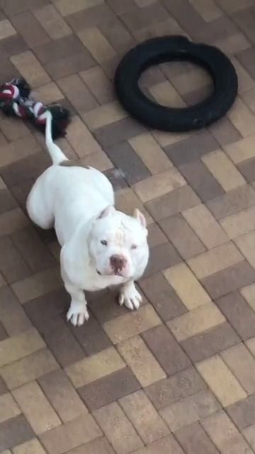 Родители Флешка. ПИТОМНИК СОБАК ПОРОДЫ АМЕРИКАНСКИЙ БУЛЛИ