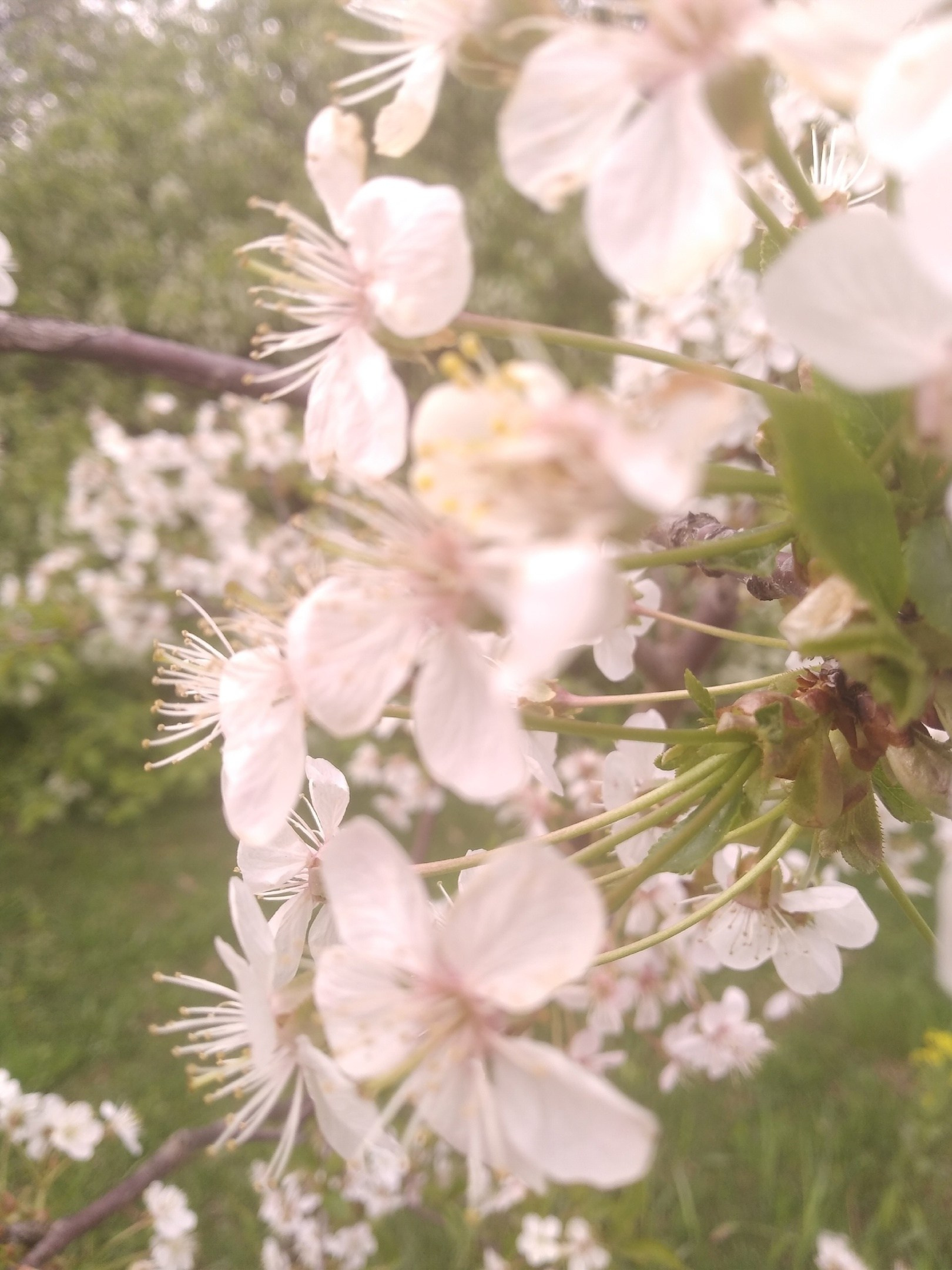 Цветы в Москве