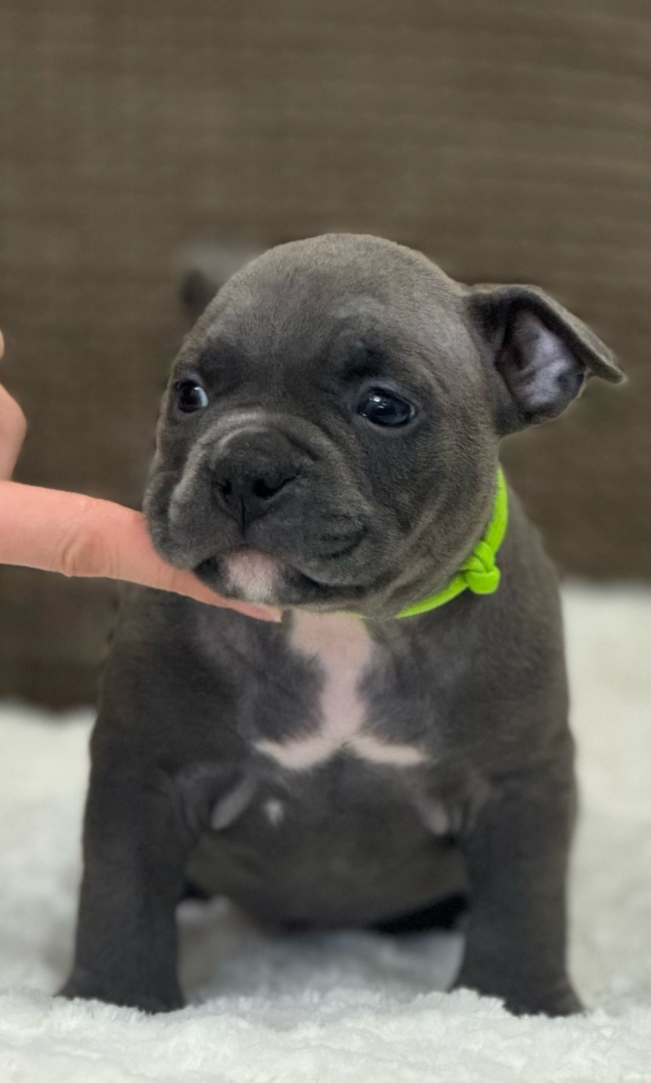 продажа щенков American Bully в Иркутске