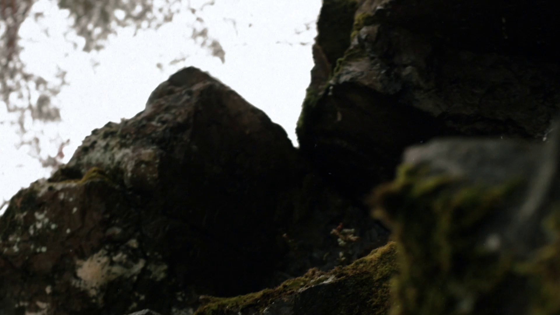 BIRD OF SPIRIT. HOME