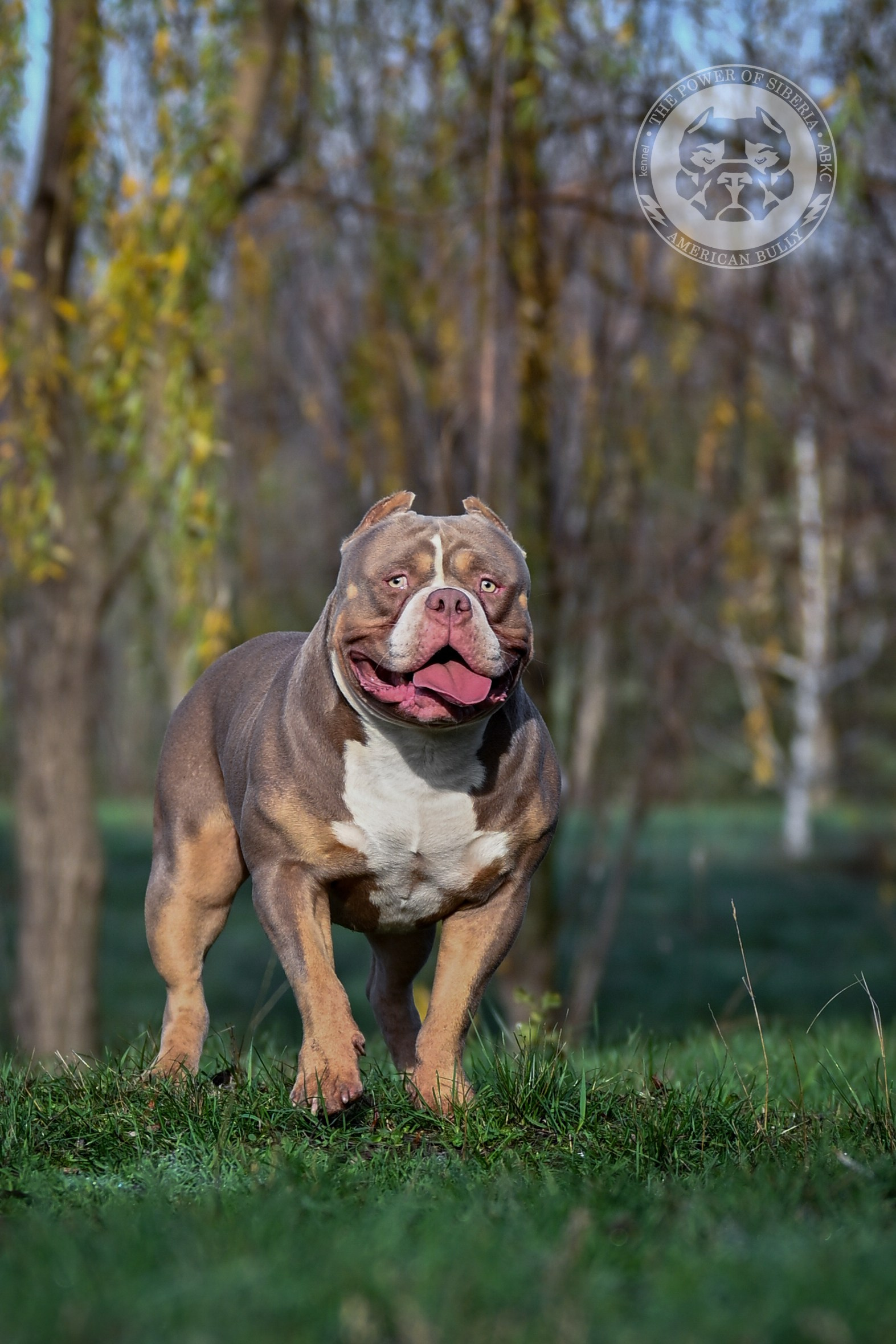 FORTIS FORTUNA VALIDI TURUK. Американский Булли в г. Ростов-на-Дону. Питомник THE POWER OF SIBERIA
