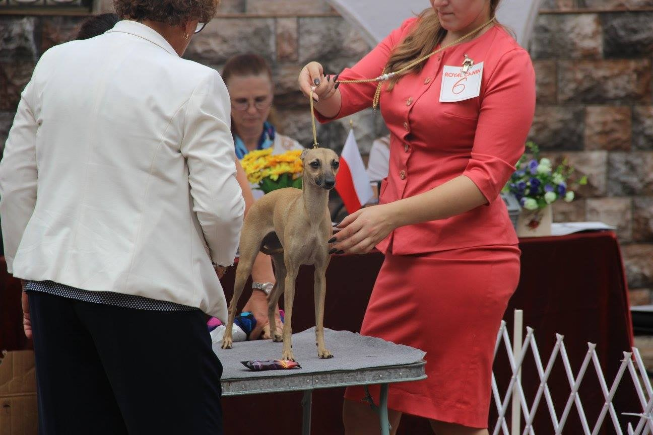 Организация монопородной выставки. Профессиональный питомник левреток РКФ/FCI ASTI SAPPHIRE 💎 Сочи|Санкт-Петербург