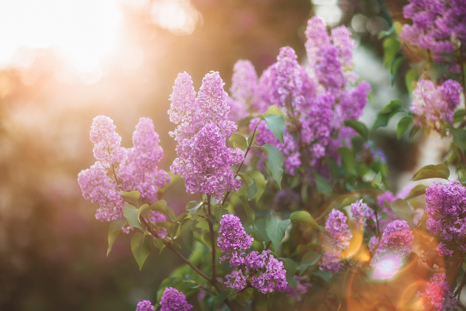 Акция на фотосъемку весеннего портрета в мае в Минске в цветущей сирен. Профессиональный свадебный фотограф в Минске Антон Кузнецов