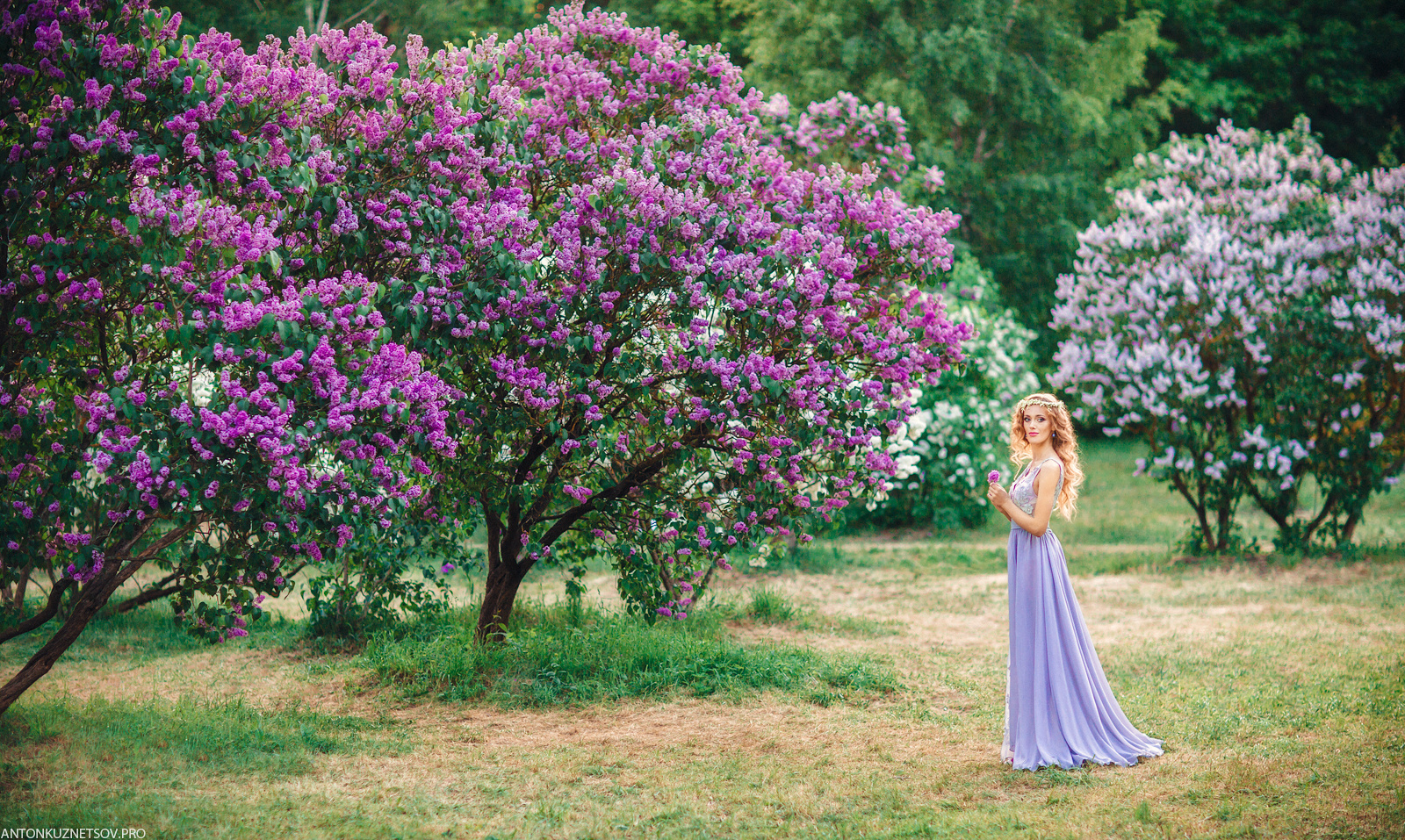Акция на фотосъемку весеннего портрета в мае в Минске в цветущей сирен. Профессиональный свадебный фотограф в Минске Антон Кузнецов