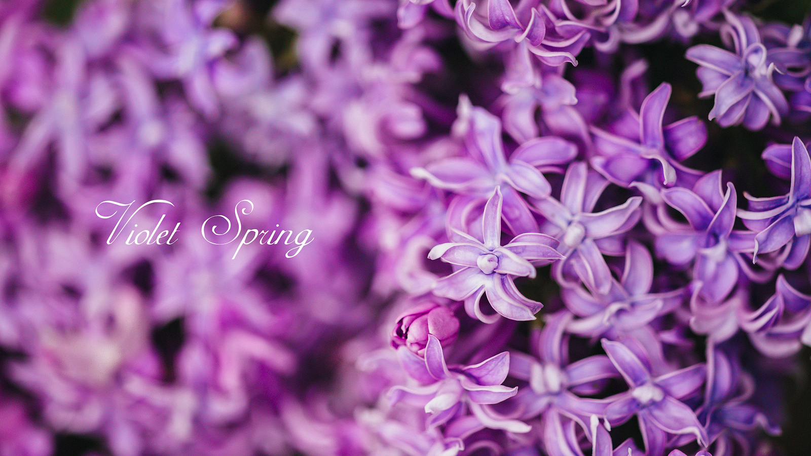 Акция на фотосъемку весеннего портрета в мае в Минске в цветущей сирен. Профессиональный свадебный фотограф в Минске Антон Кузнецов