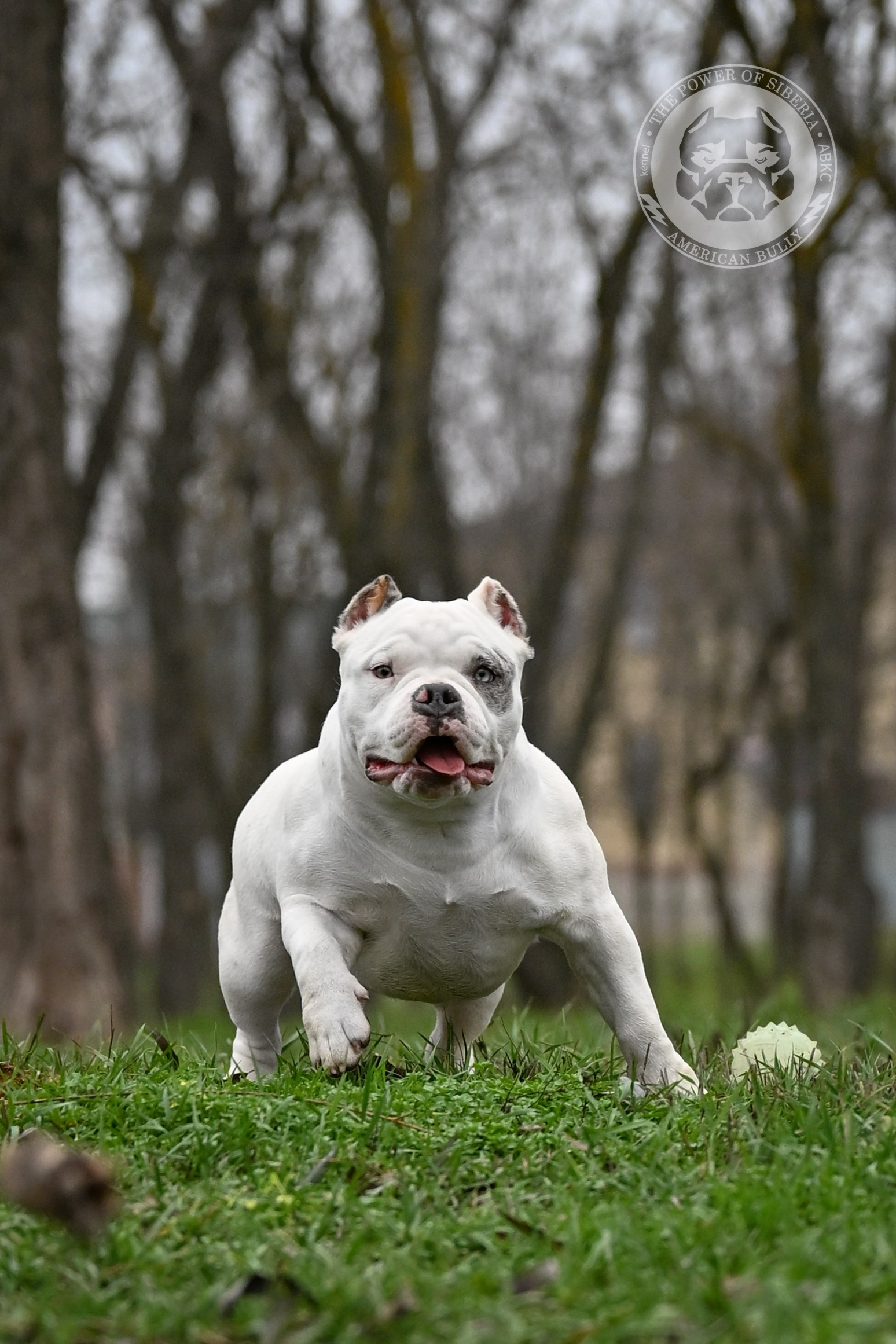 THE POWER OF SIBERIA ASYA. Американский Булли в г. Ростов-на-Дону. Питомник THE POWER OF SIBERIA