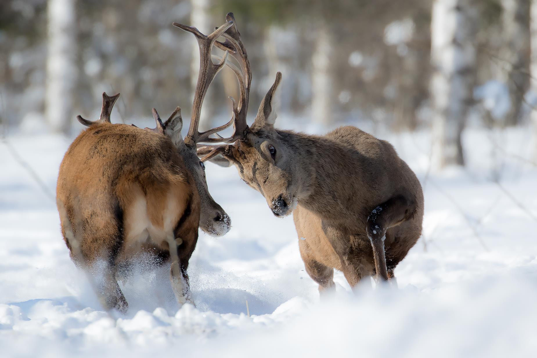 Олень зимой. Wildlife Ride — организация фототуров и экспедиций