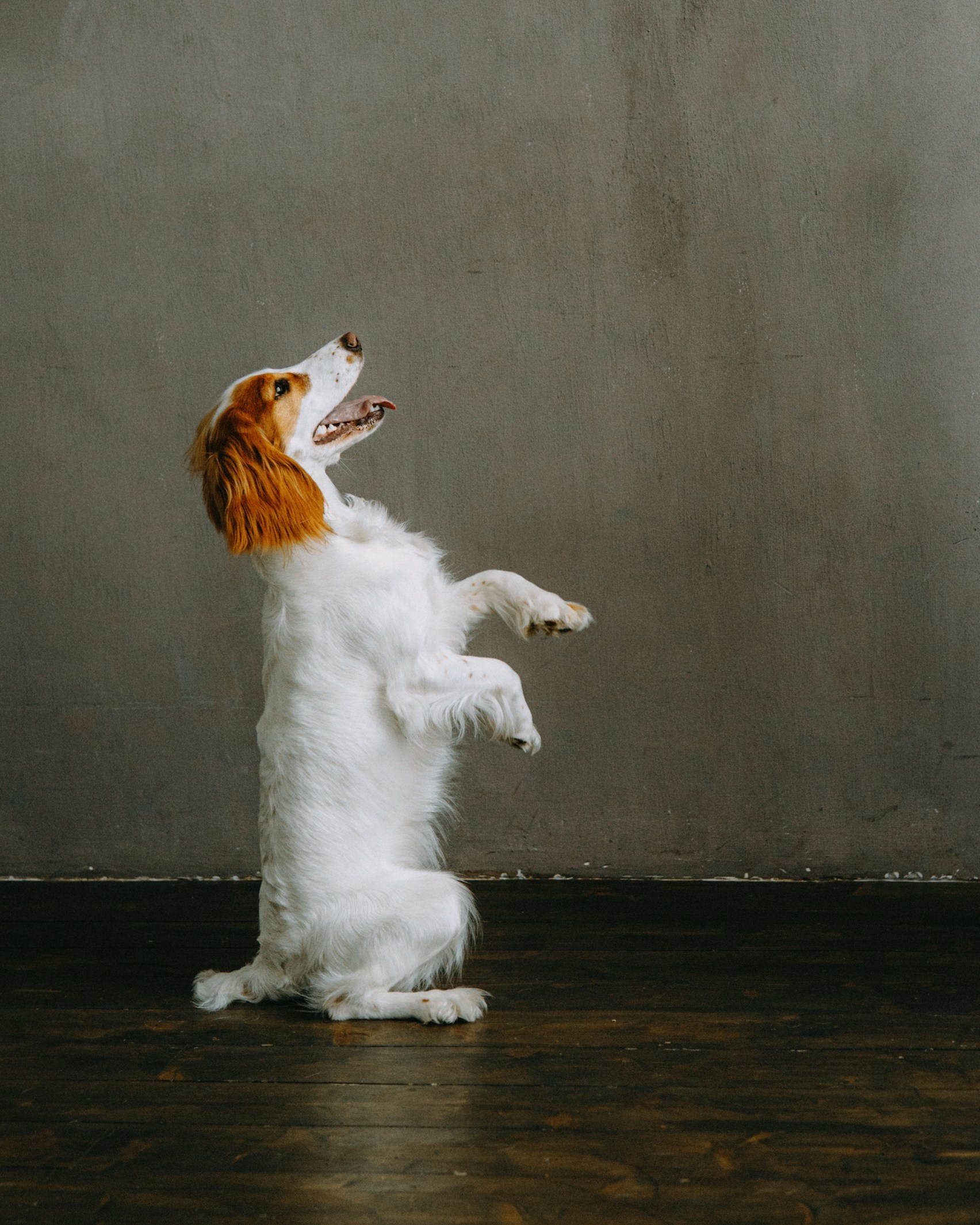 ФОТОСЕССИЯ С ХВОСТИКАМИ. Портретный фотограф в Москве. Фотосессии с собаками