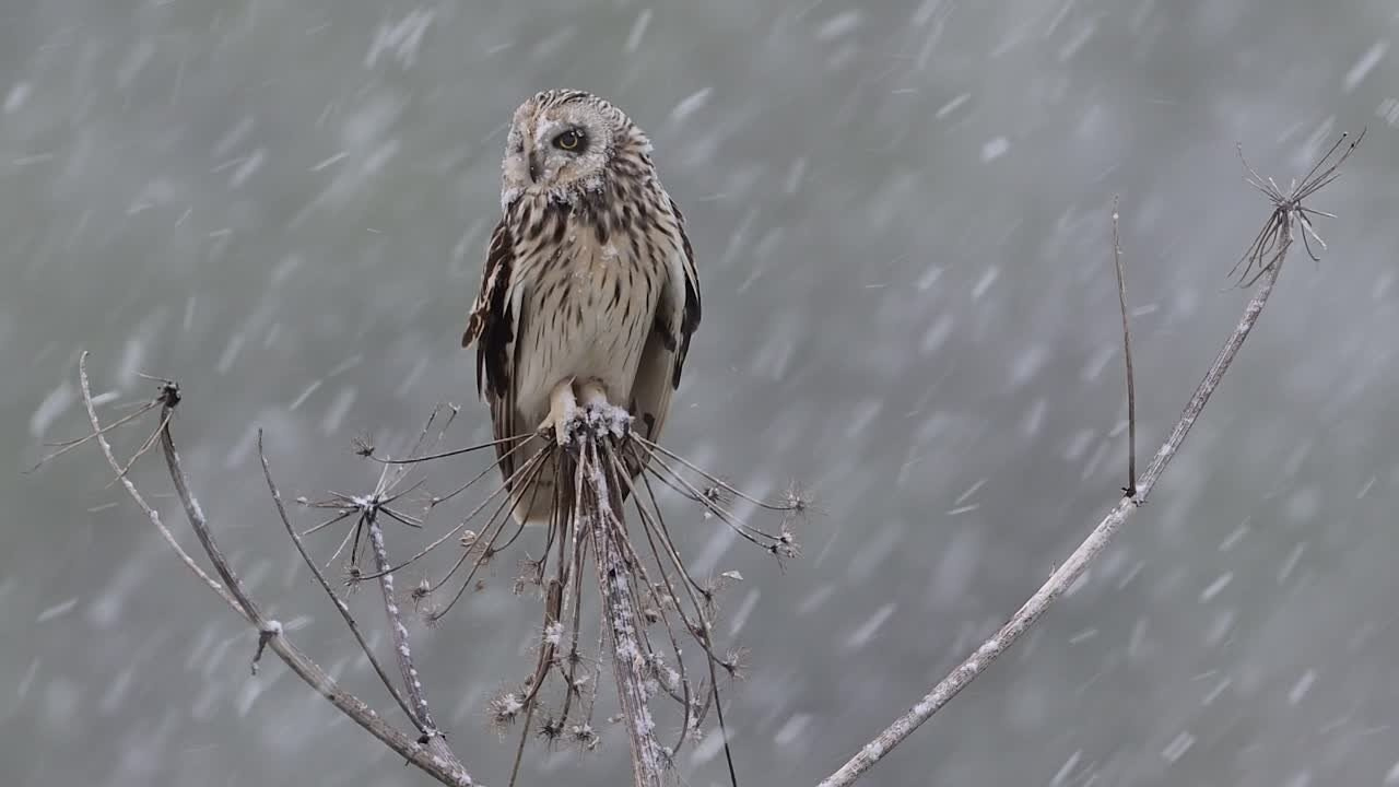 Сова в снежную бурю. Wildlife photography by Sergey Puponin