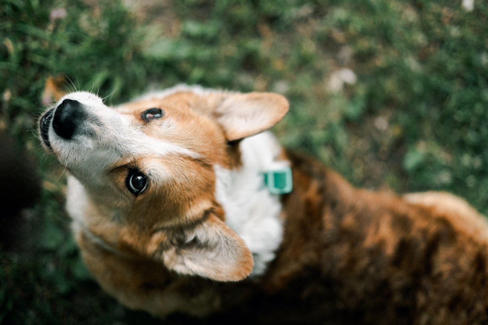 Dogs. Юлия Астра: Фотограф в Санкт-Петербурге. Снимаю женские портреты, уличные съёмки в Петербурге и людей с их собаками