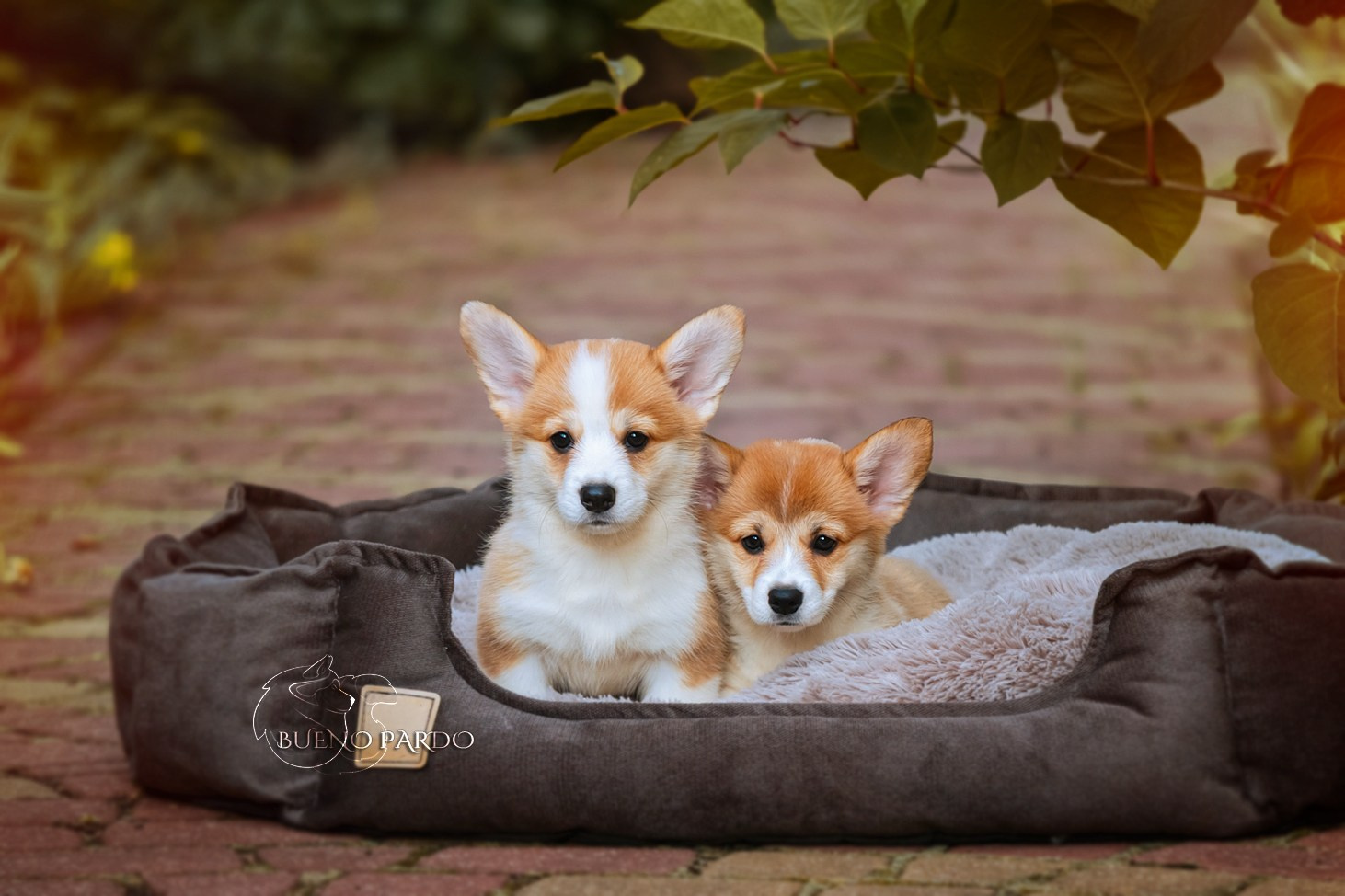 Щенки вельш корги пемброк из питомника. Питомник собак Акита, Хаски, Корги