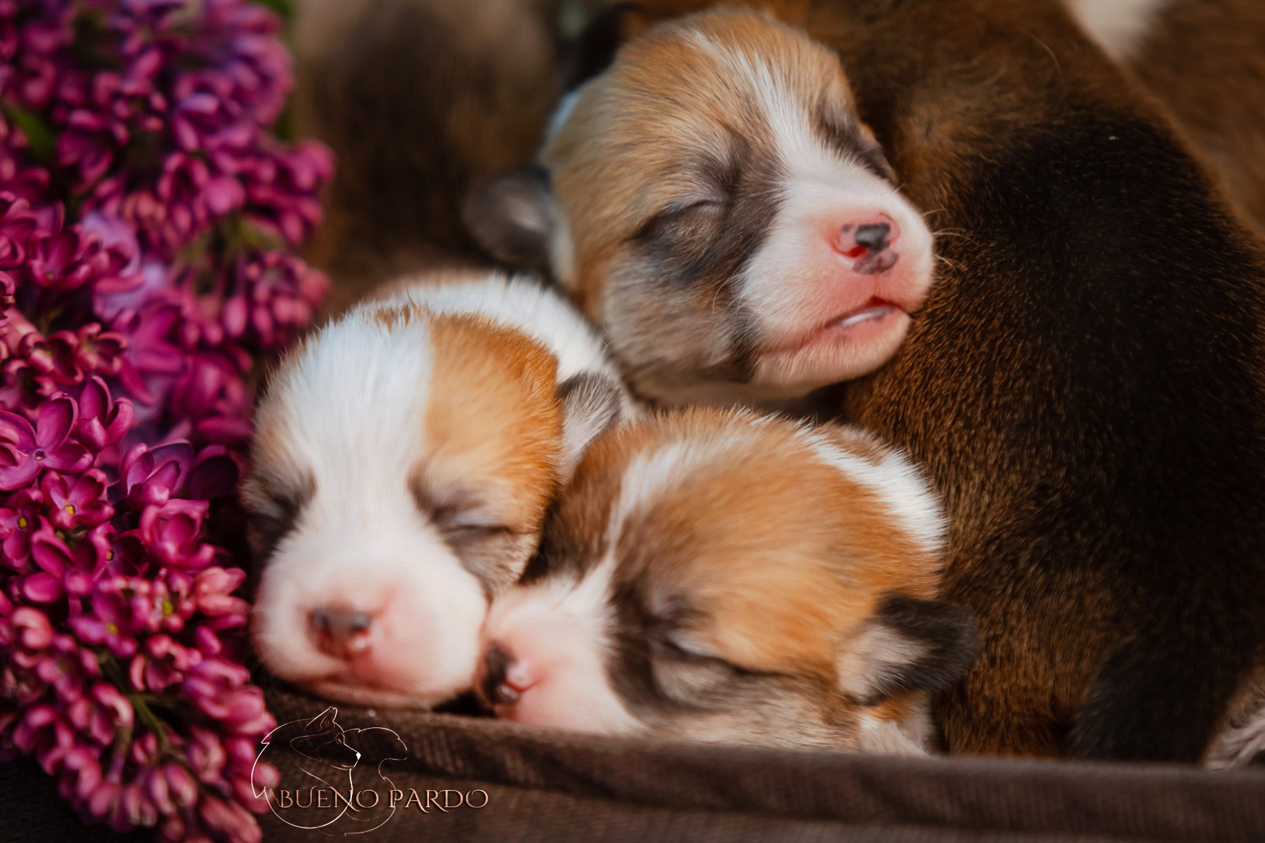 Щенки вельш корги пемброк из питомника. Питомник собак Акита, Хаски, Корги