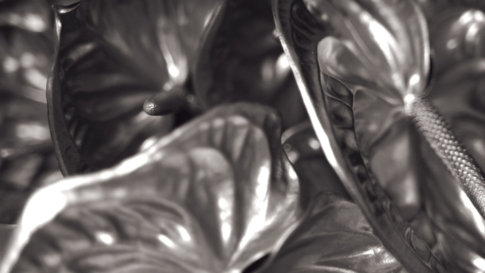 Арсений и Александра. Агата Акварель видеограф Сочи Краснодар