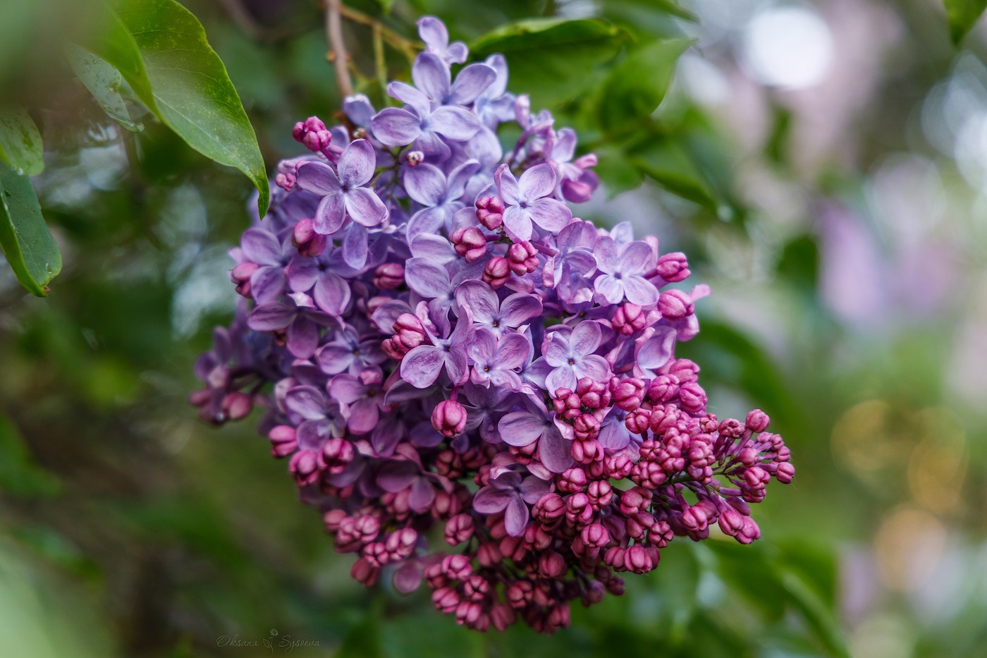 Топ мест где цветет сирень
