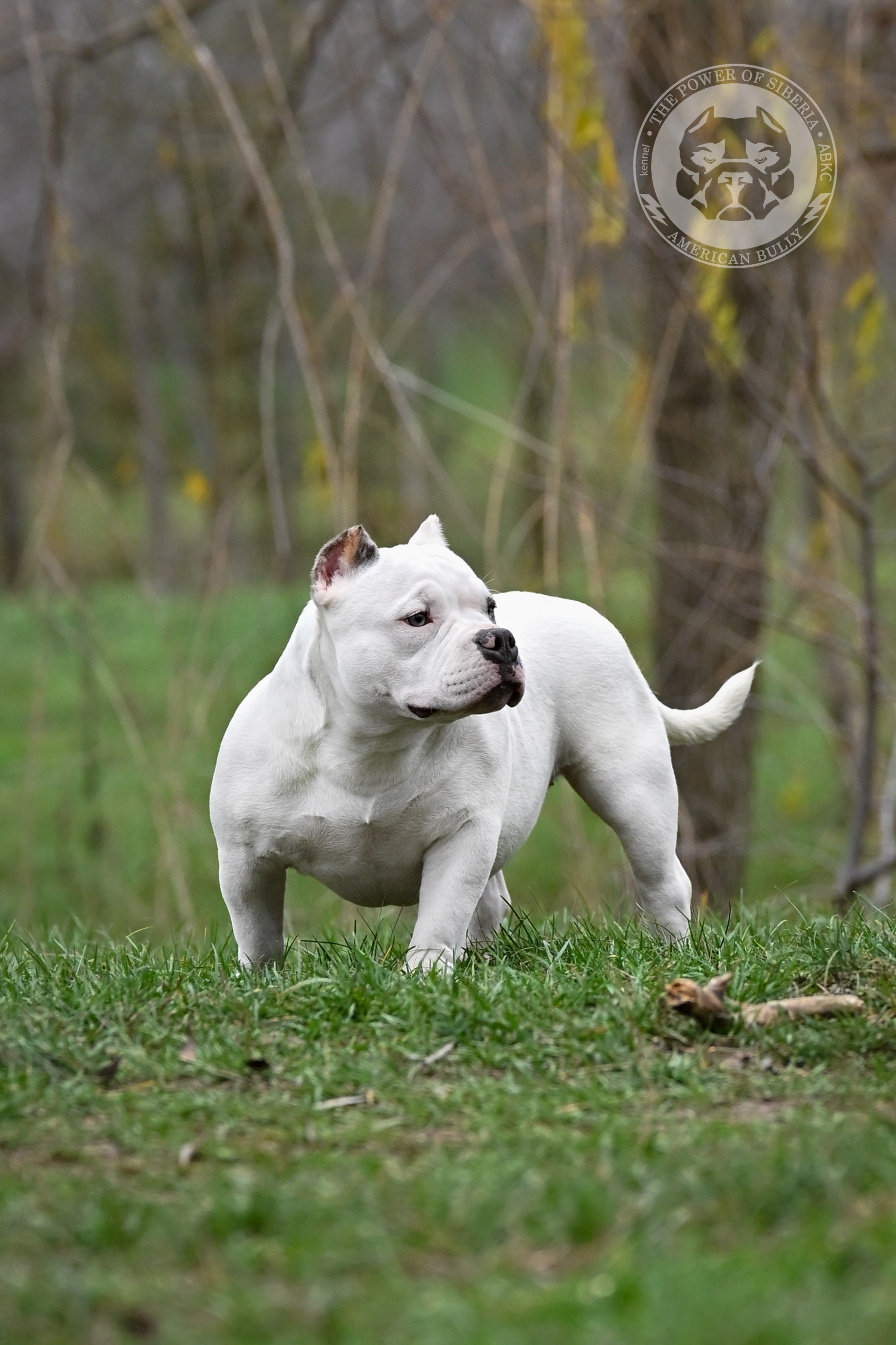 THE POWER OF SIBERIA ASYA. Американский Булли в г. Ростов-на-Дону. Питомник THE POWER OF SIBERIA