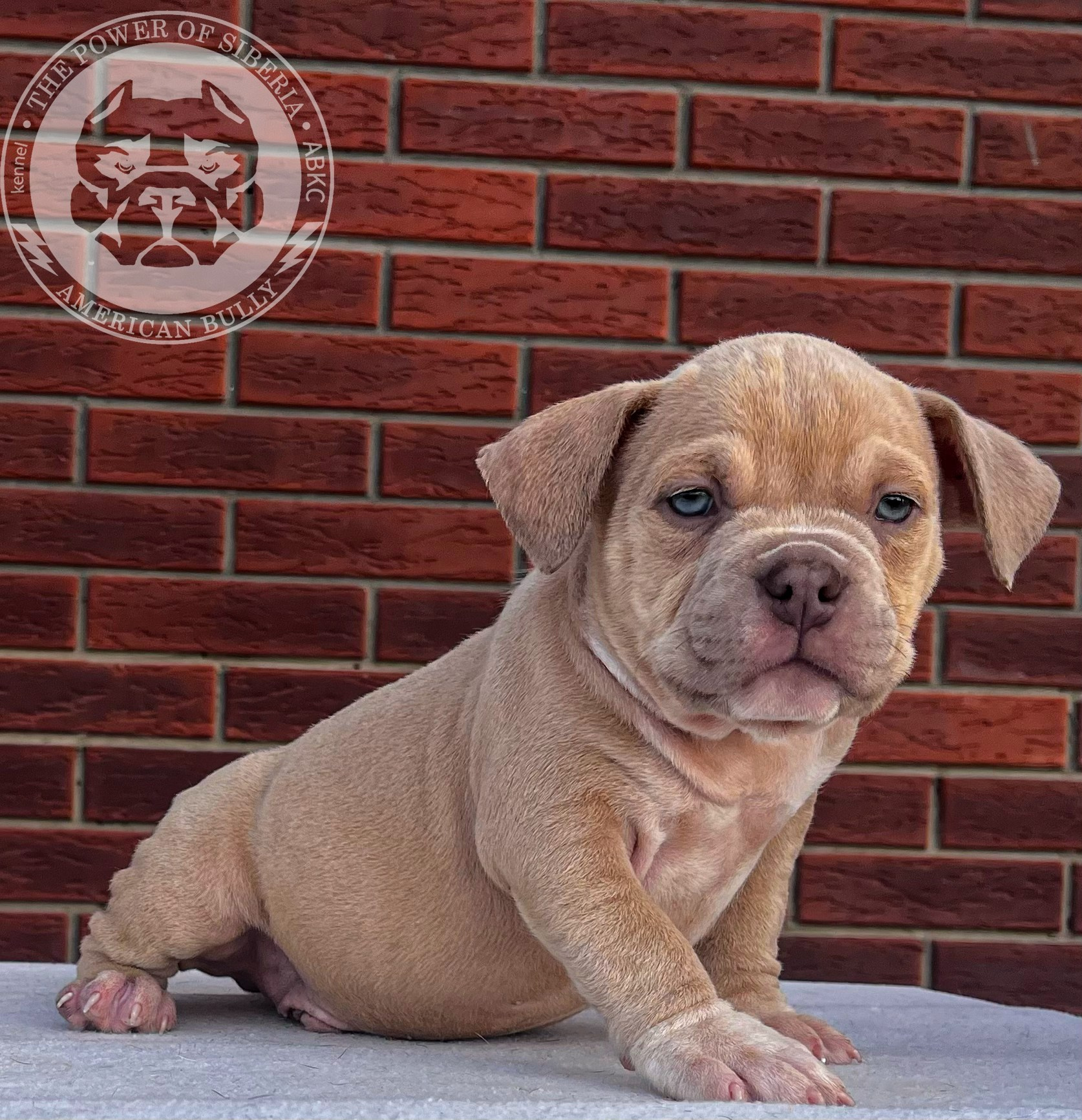 Помет Каспер и Тагира. 21.04.25. Американский Булли в г. Ростов-на-Дону. Питомник THE POWER OF SIBERIA