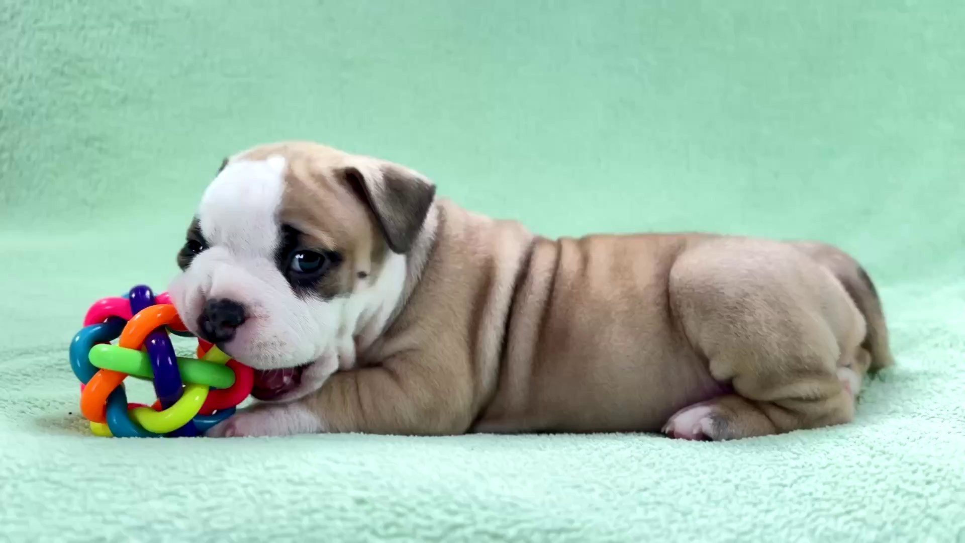 Свободные щенки Американский Булли стандарт и Свободные щенки Американский Булли классик. Американский Булли в г. Ростов-на-Дону. Питомник THE POWER OF SIBERIA