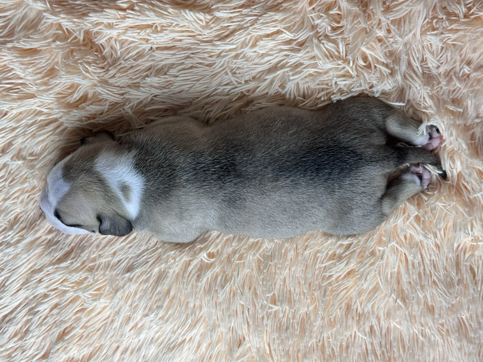 Свободные щенки Американский Булли стандарт и Свободные щенки Американский Булли классик. Американский Булли в г. Ростов-на-Дону. Питомник THE POWER OF SIBERIA