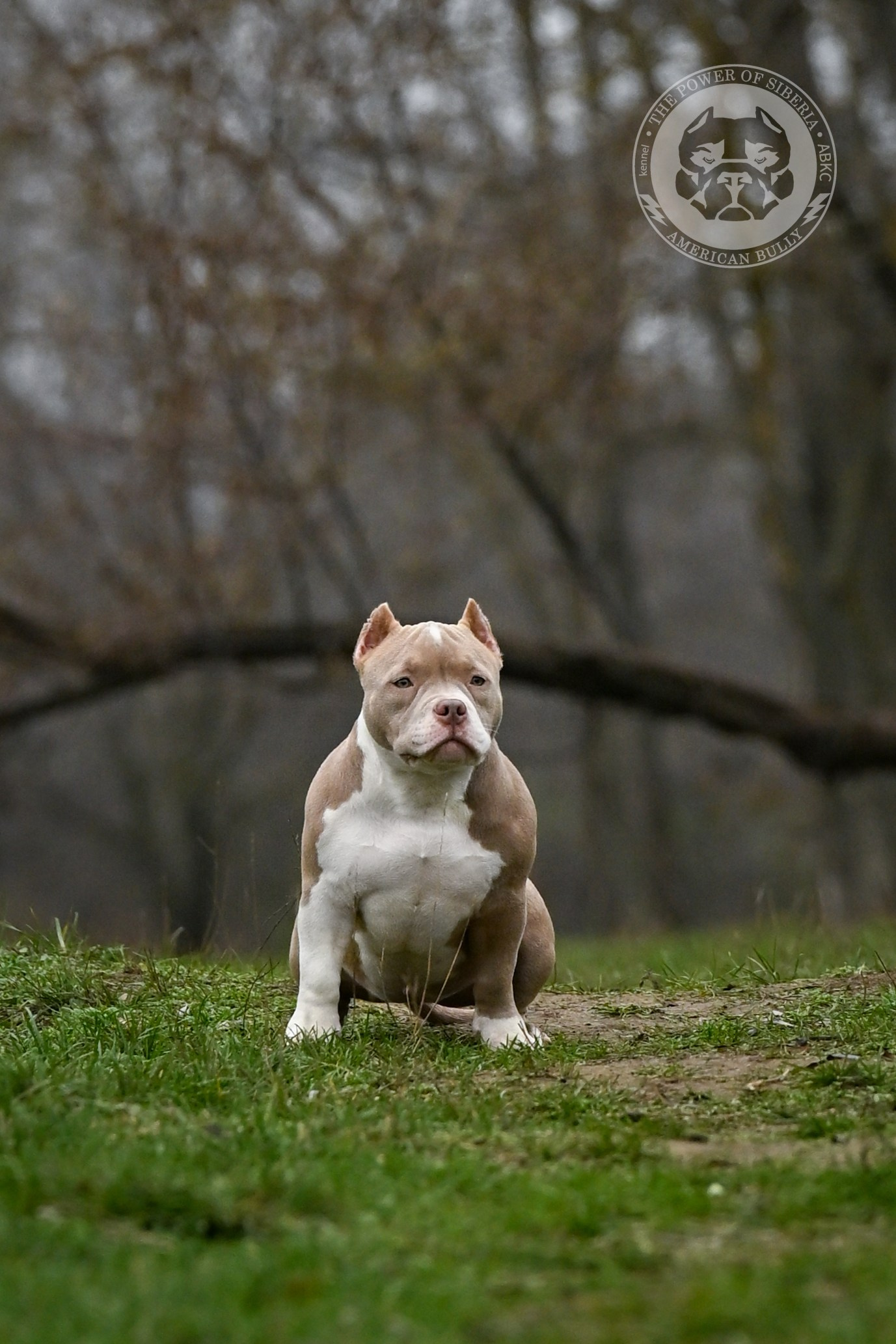 NIRVANA KENNEL LEONA — TPOS. Американский Булли в г. Ростов-на-Дону. Питомник THE POWER OF SIBERIA