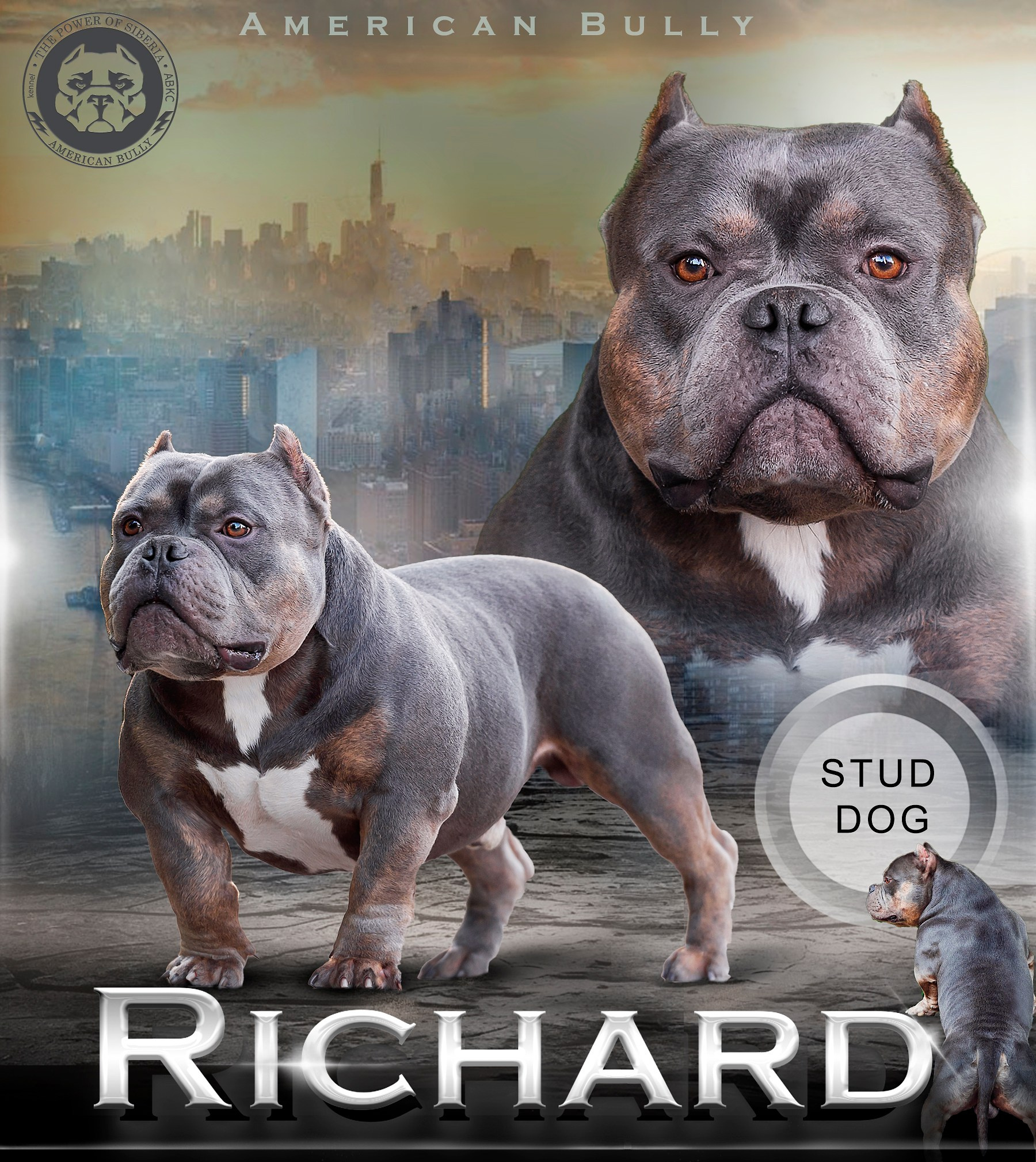 Американский Булли в г. Ростов-на-Дону. Питомник THE POWER OF SIBERIA