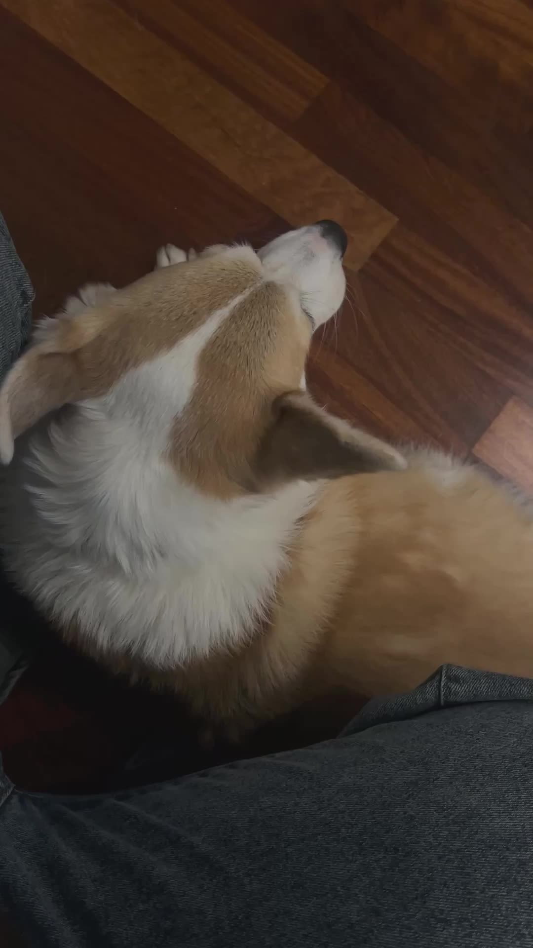 Все пресеты VN | Эффект плёнки. Кинематографичный фотограф, видеограф Лина Плешакова, Санкт-Петербург