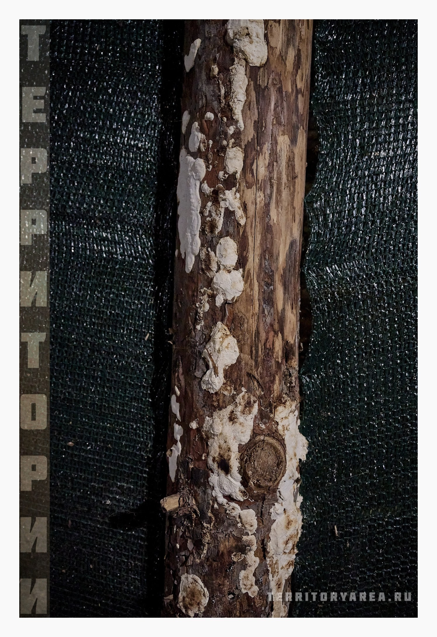 Фотопринты А3. Фотопроект «Территории»