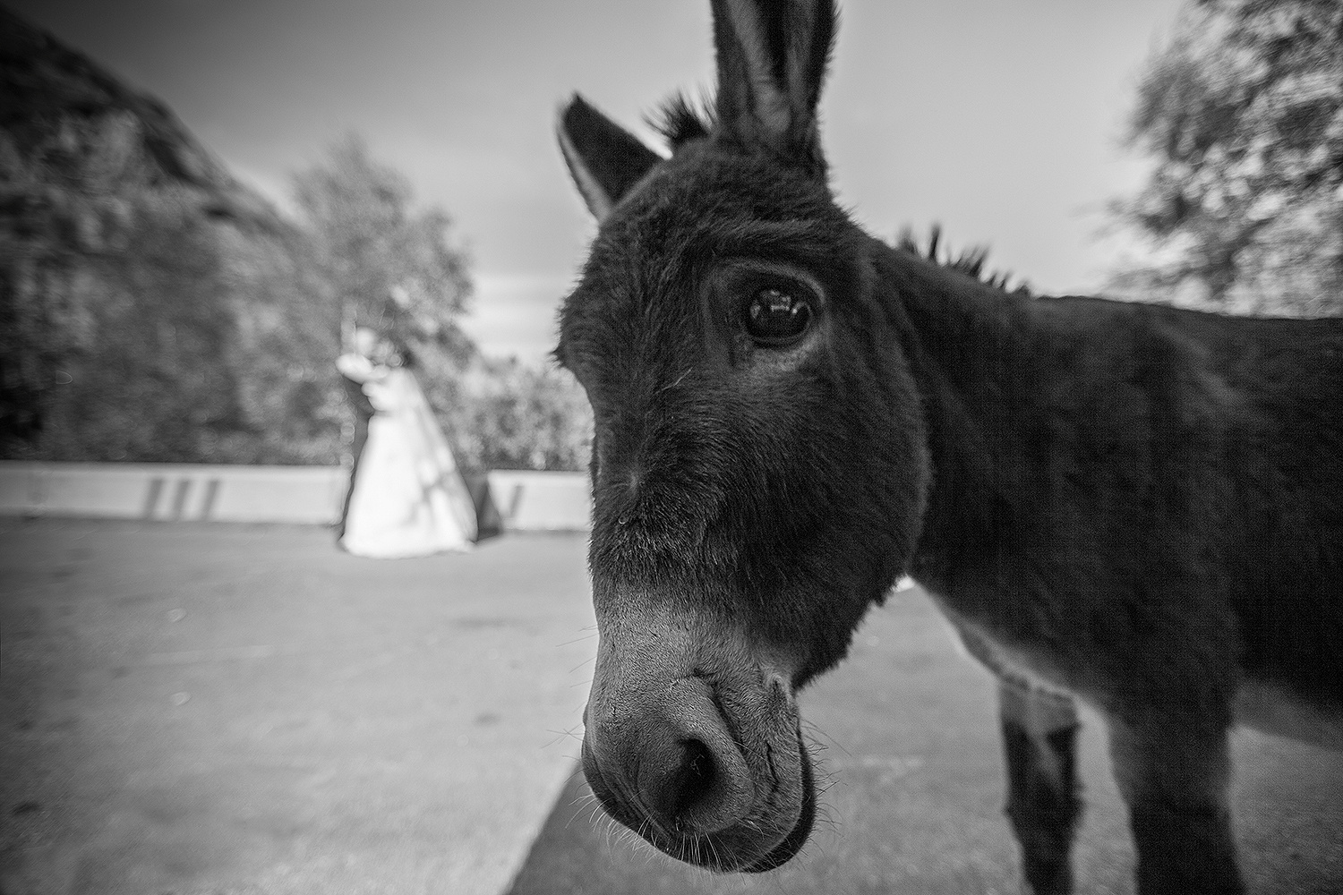 Фотограф Года — 2013. Свадебный фотограф в Алматы Николай Киреев