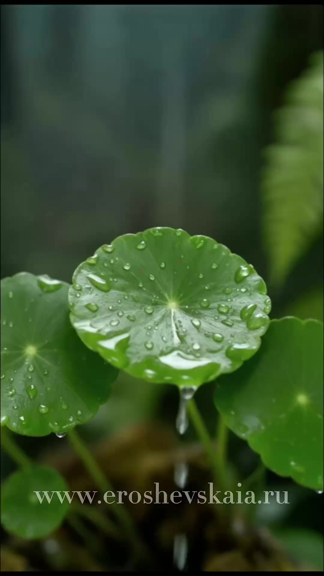 ИИ проекты. Фотограф СПб Юлия Ерошевская, предметный фотограф