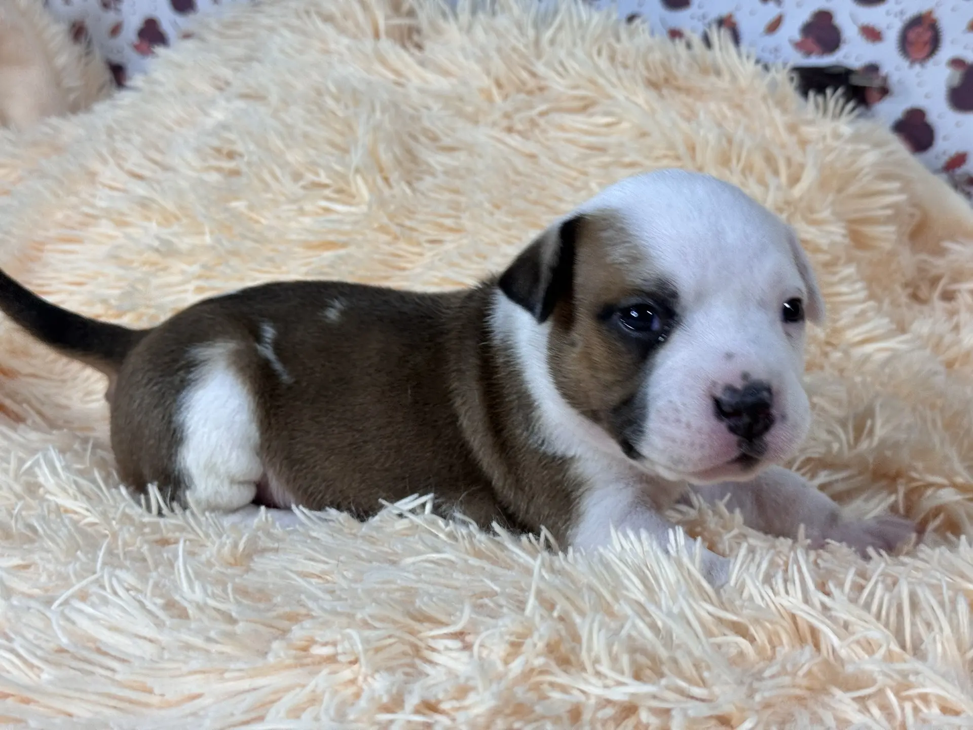 Свободные щенки Американский Булли стандарт и Свободные щенки Американский Булли классик. Американский Булли в г. Ростов-на-Дону. Питомник THE POWER OF SIBERIA