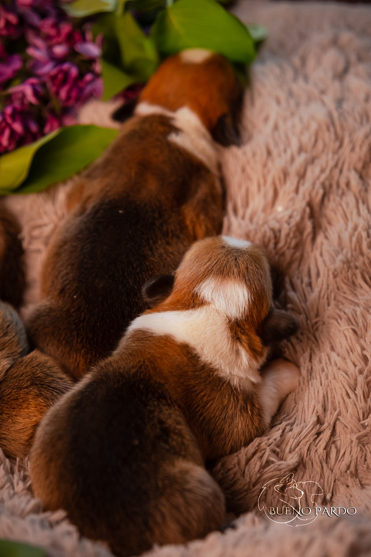 Щенки вельш корги пемброк из питомника. Питомник собак Акита, Хаски, Корги