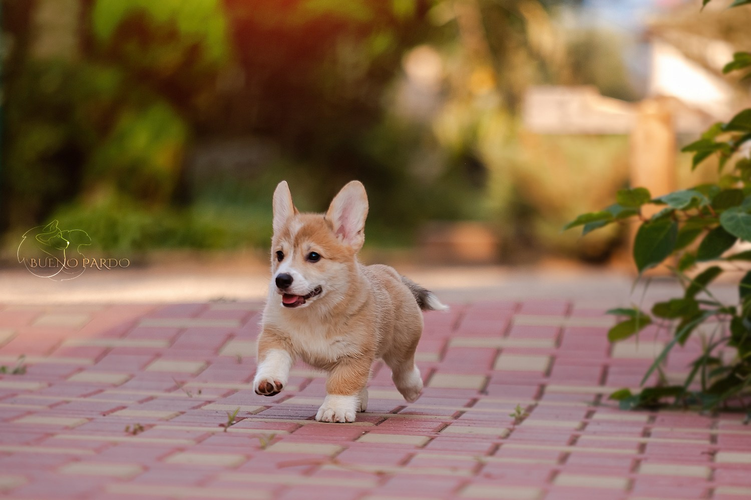 Щенки вельш корги пемброк из питомника. Питомник собак Акита, Хаски, Корги