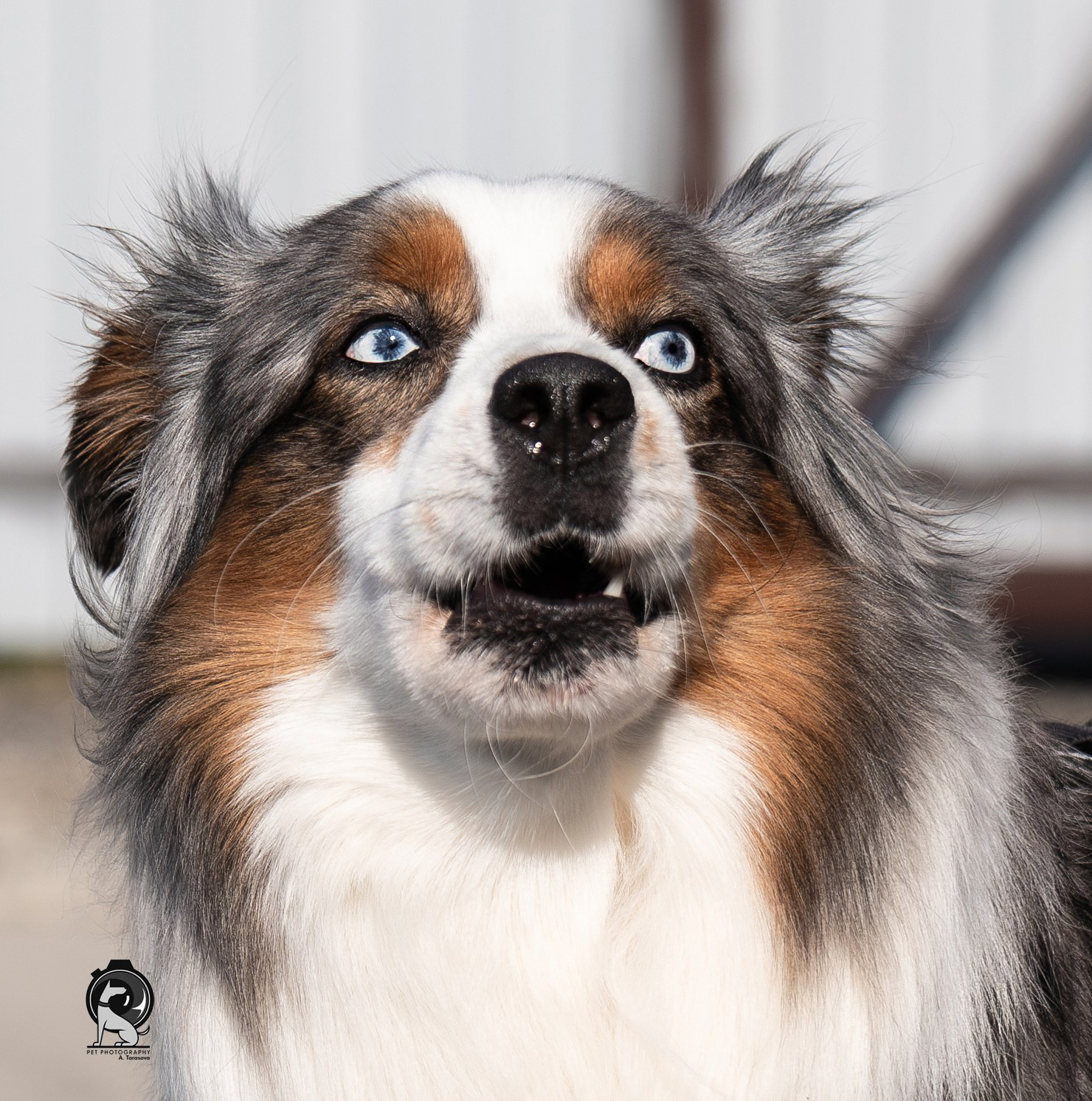 ФОТОПАМЯТЬ ВАШИХ ЭМОЦИЙ. Фотограф-анималист, семейный фотограф в Москве и Подмосковье. Фотосъёмка кинологических дисциплин