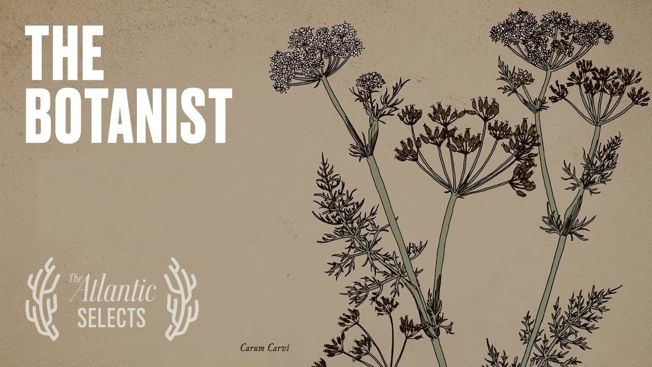 Урок «Гербарий» Пакет