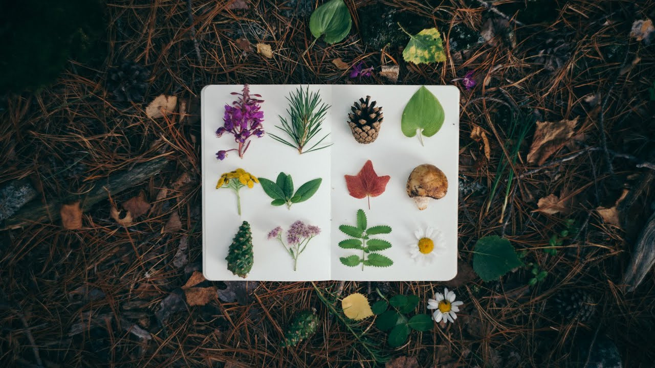 Урок «Гербарий» Пакет