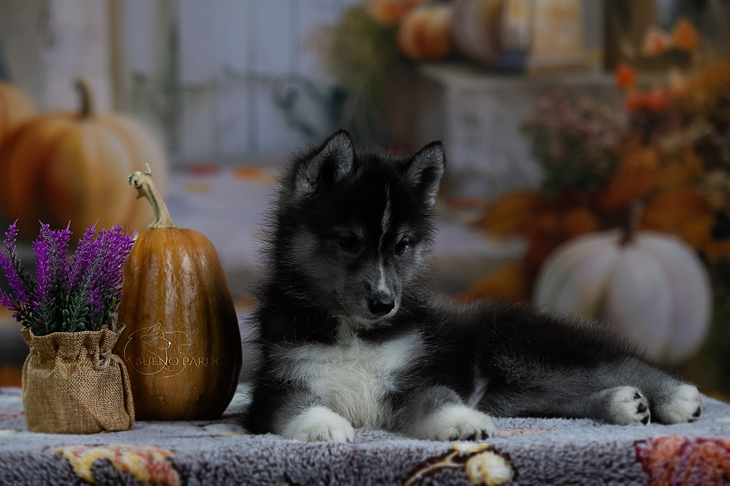 Щенки сибирского хаски из питомника. Питомник собак Акита, Хаски, Корги