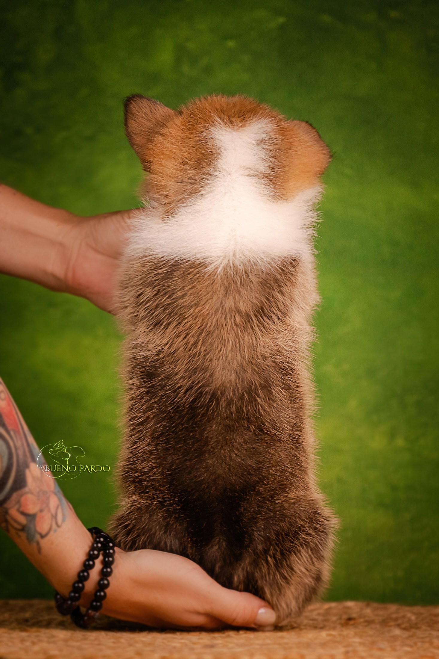 Щенки вельш корги пемброк из питомника. Питомник собак Акита, Хаски, Корги