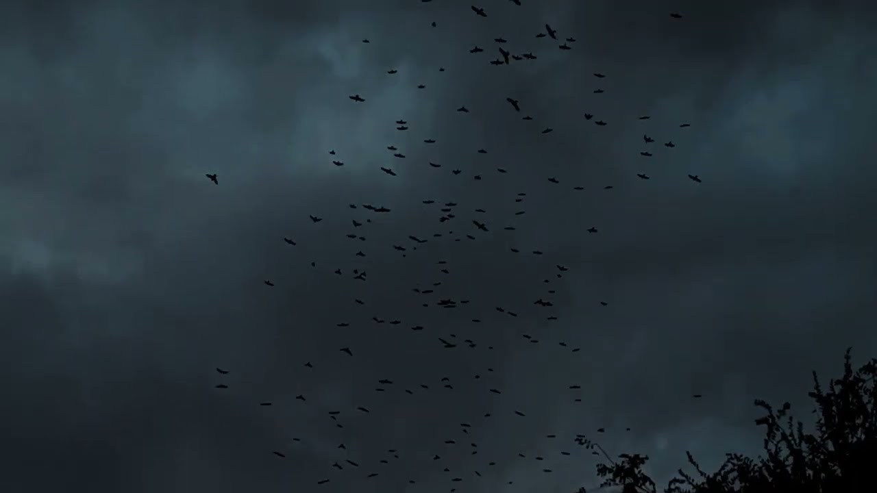 Видеотека. Марина Рыбкина — Глубинная психология