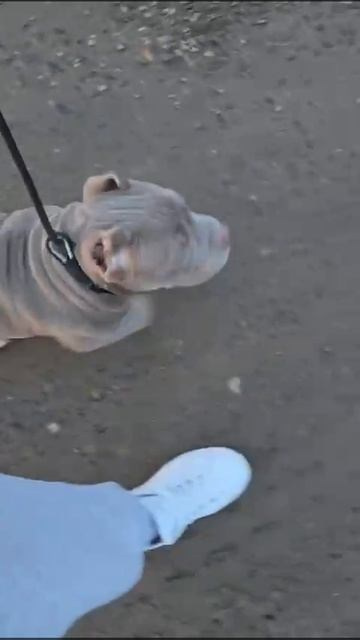 Дети Локомотива. ПИТОМНИК СОБАК ПОРОДЫ АМЕРИКАНСКИЙ БУЛЛИ