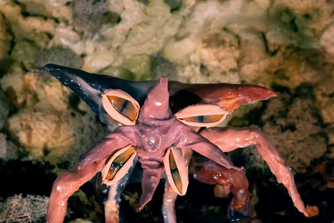 ''Little Cryptid'', 2025. Ksenia Markelova, multidisciplinary artist, Yekaterinburg