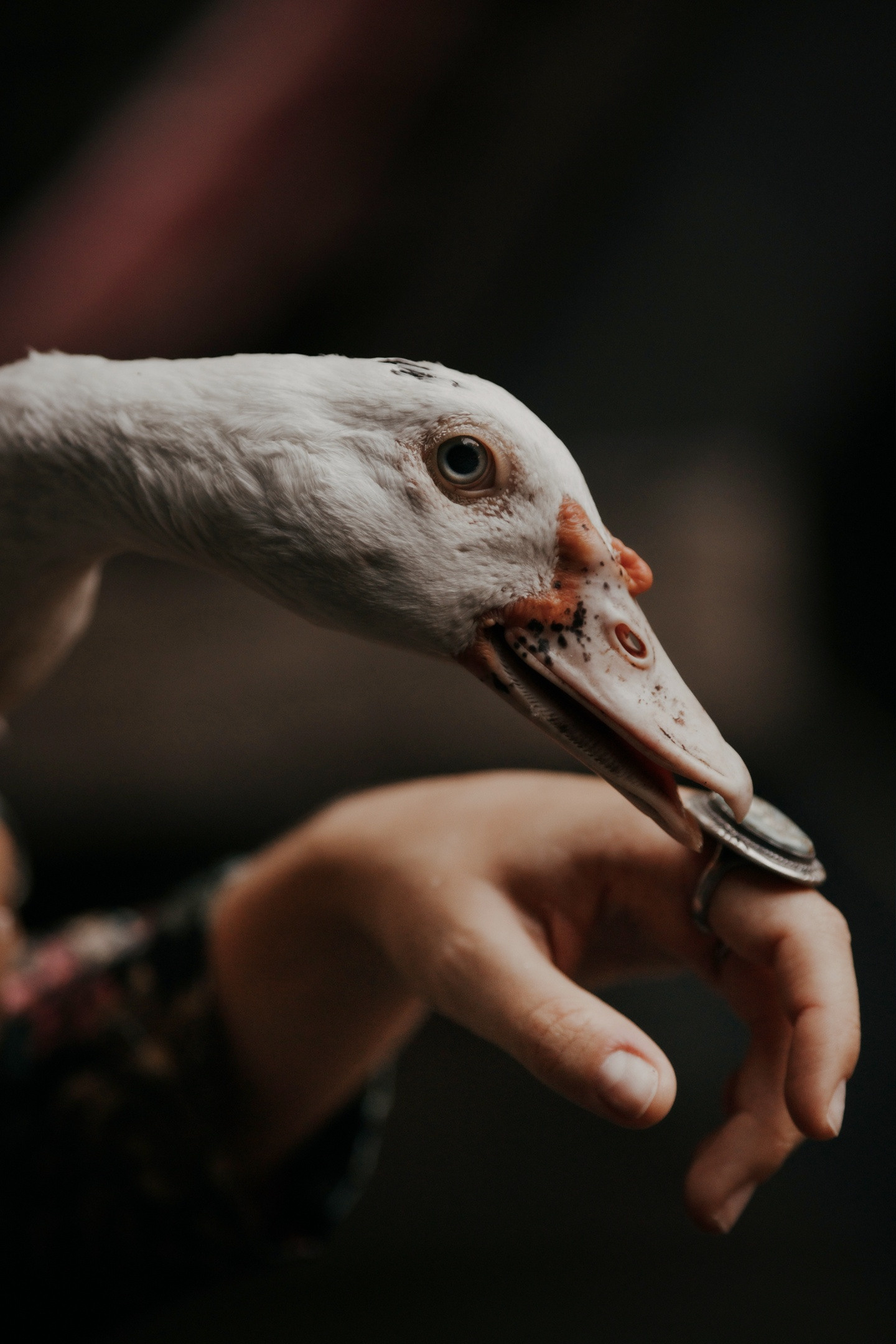 Онлайн-курс. Портретный фотограф в Санкт-Петербурге Алексей Корзов