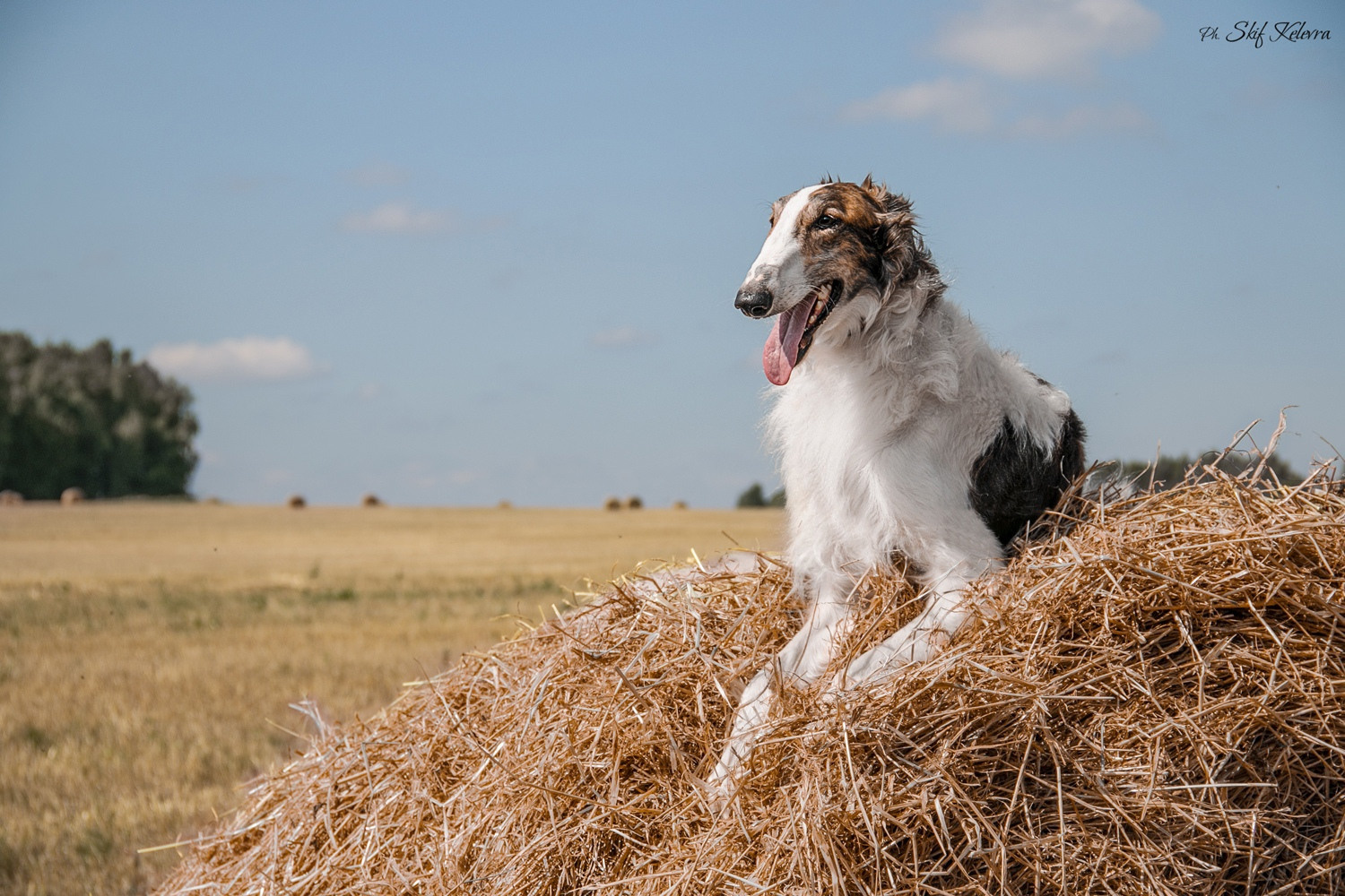 МК_СКИФКА. Фотограф Анималист из Новосибирска Татьяна Кауфман