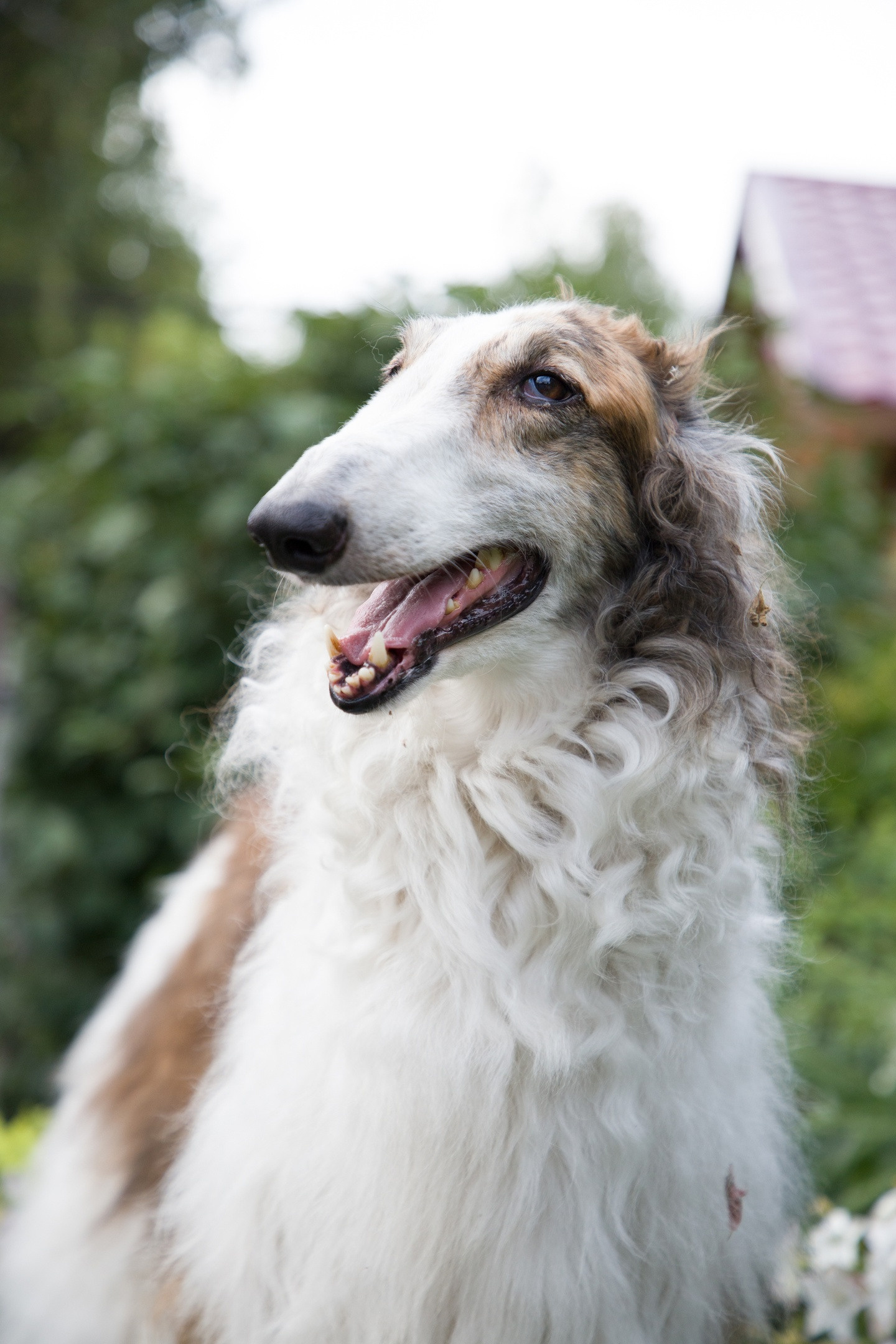 МК_СКИФКА. Фотограф Анималист из Новосибирска Татьяна Кауфман