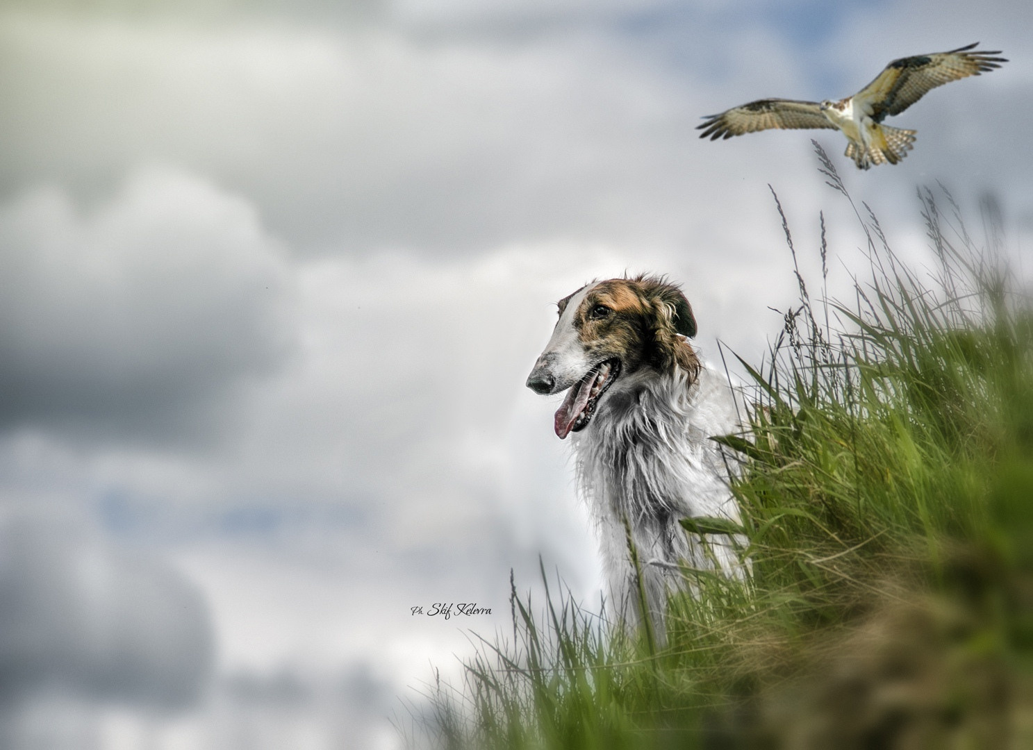 МК_СКИФКА. Фотограф Анималист из Новосибирска Татьяна Кауфман