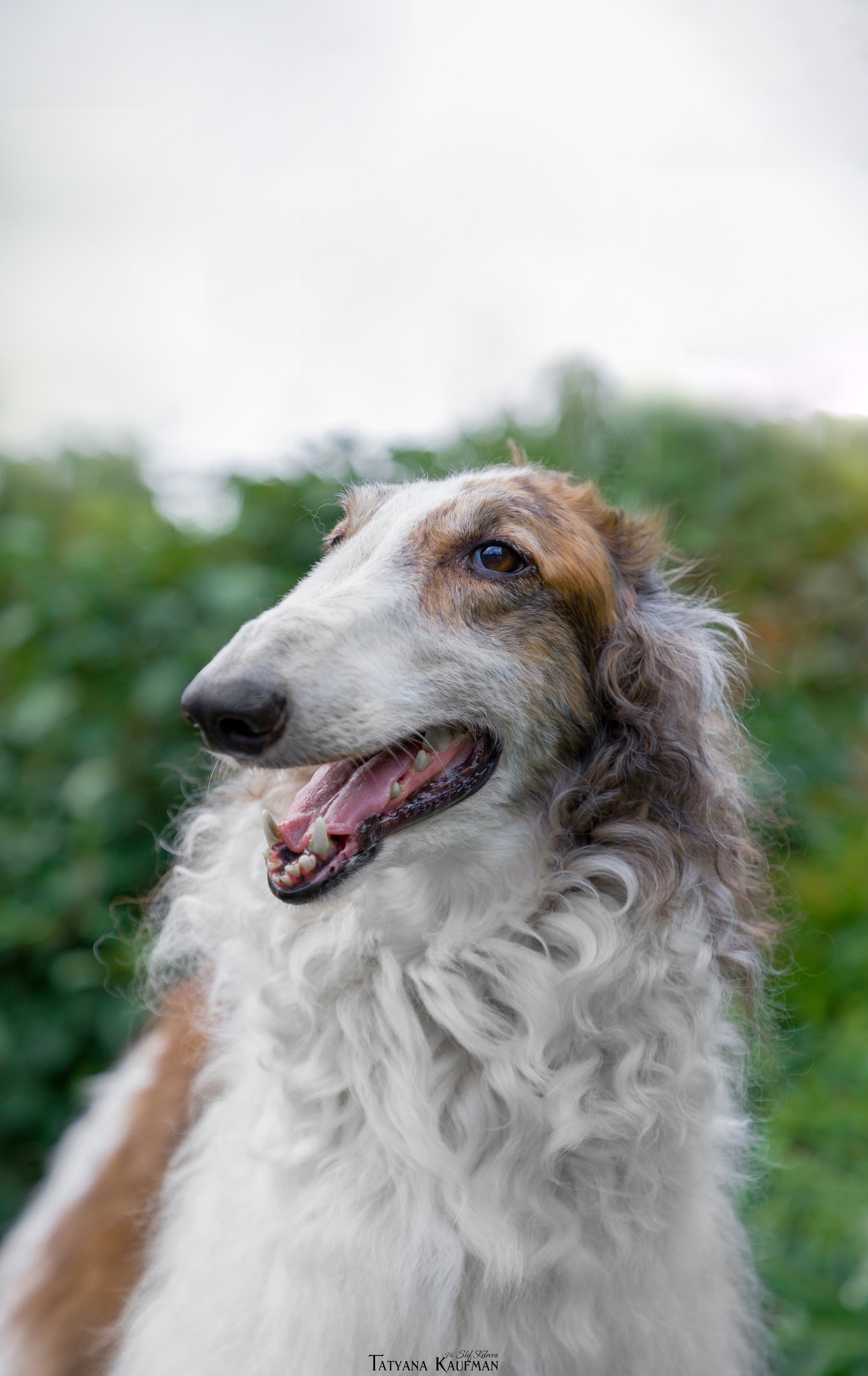 МК_СКИФКА. Фотограф Анималист из Новосибирска Татьяна Кауфман