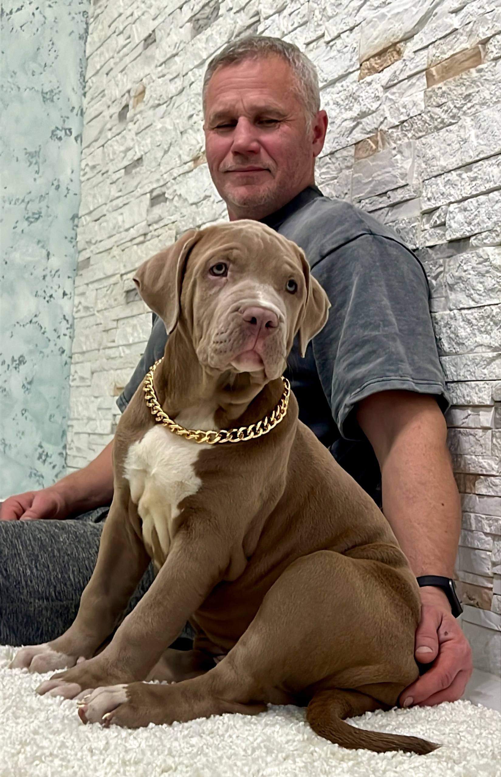 Hunter&Queenie, 10.09.25. Американские булли XL в г. Калининград. Питомник Great Bully UNIVERSE